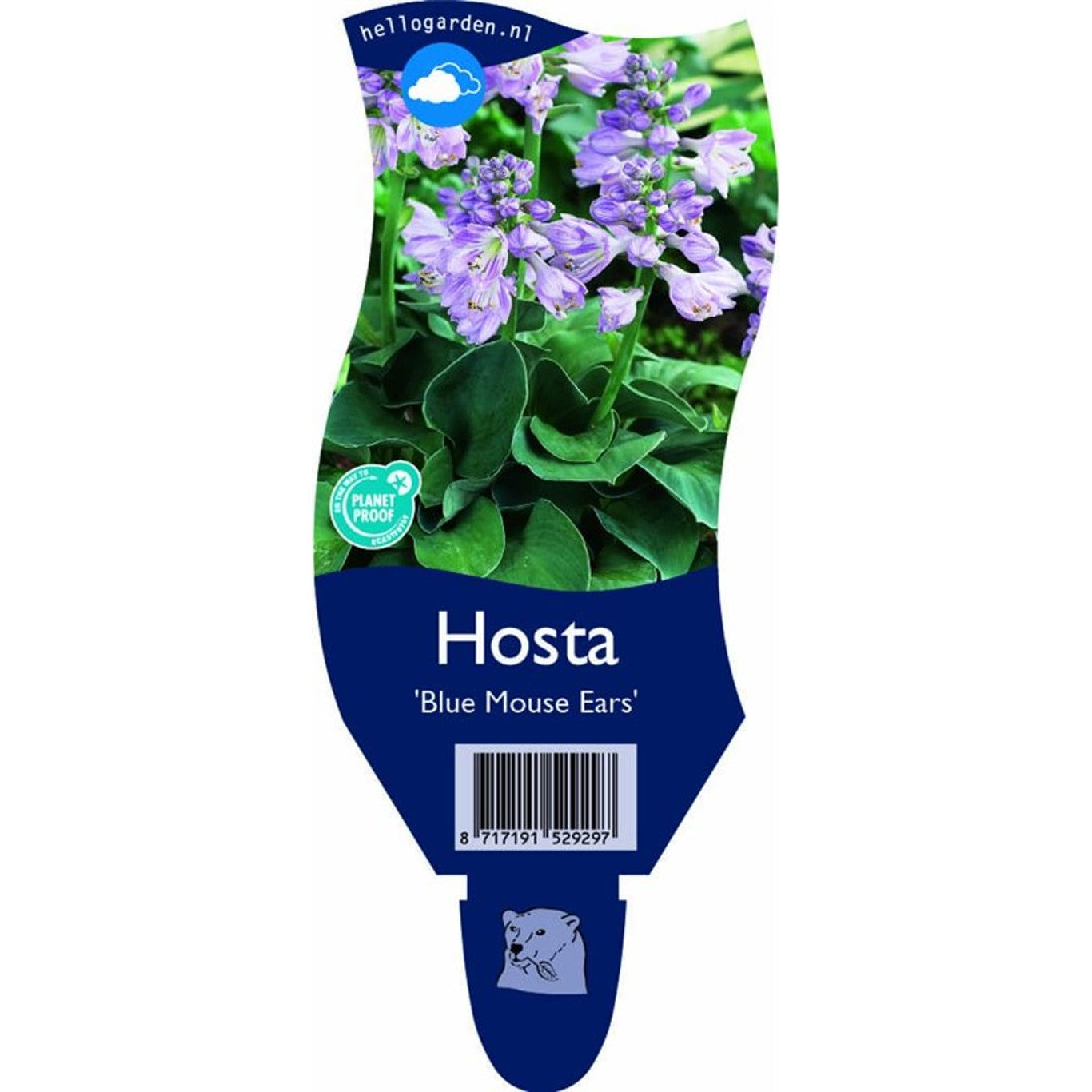 Funkia – Hosta &