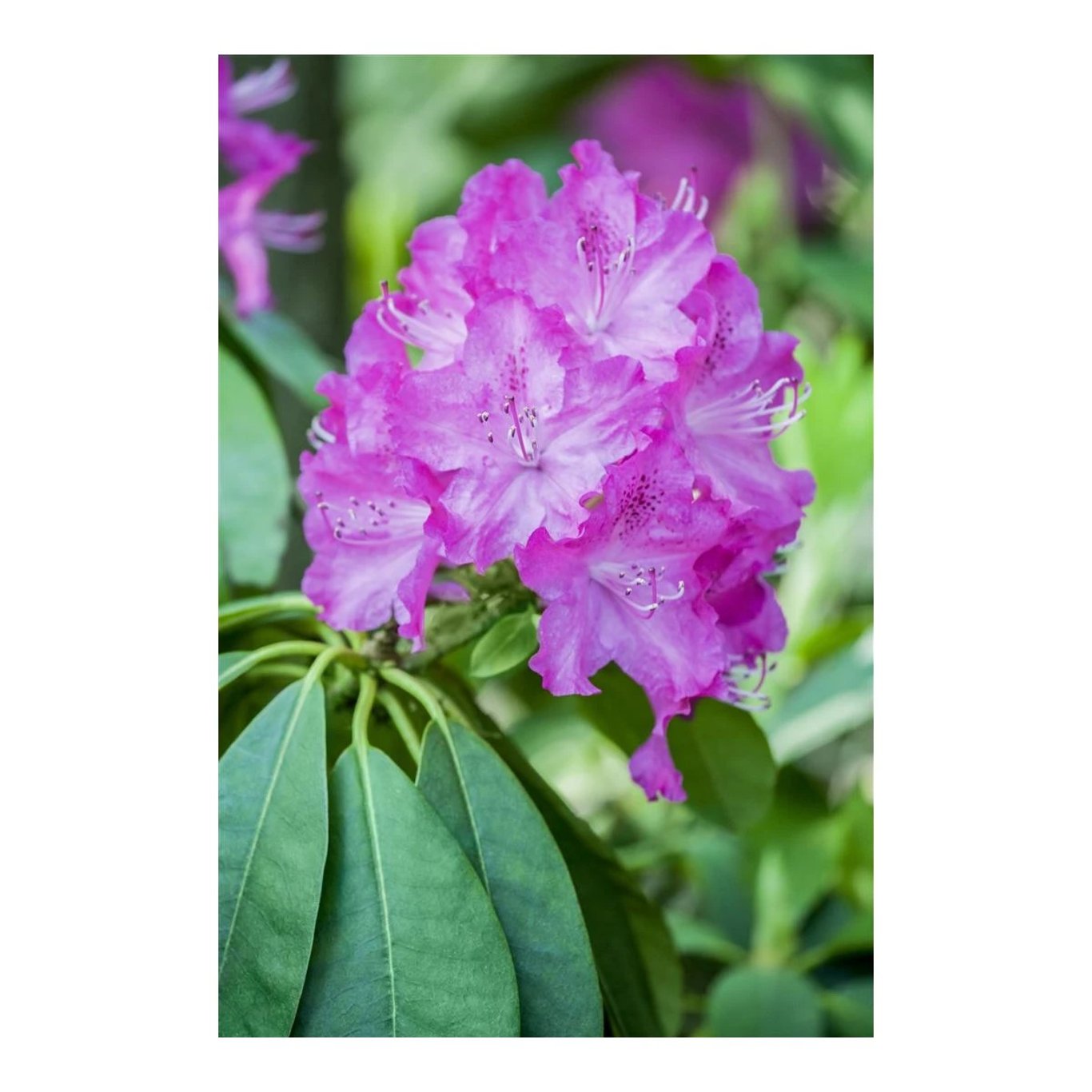 Rhododendron – Rhododendron 'P.J. Mezitt' - C2 20-25 CM