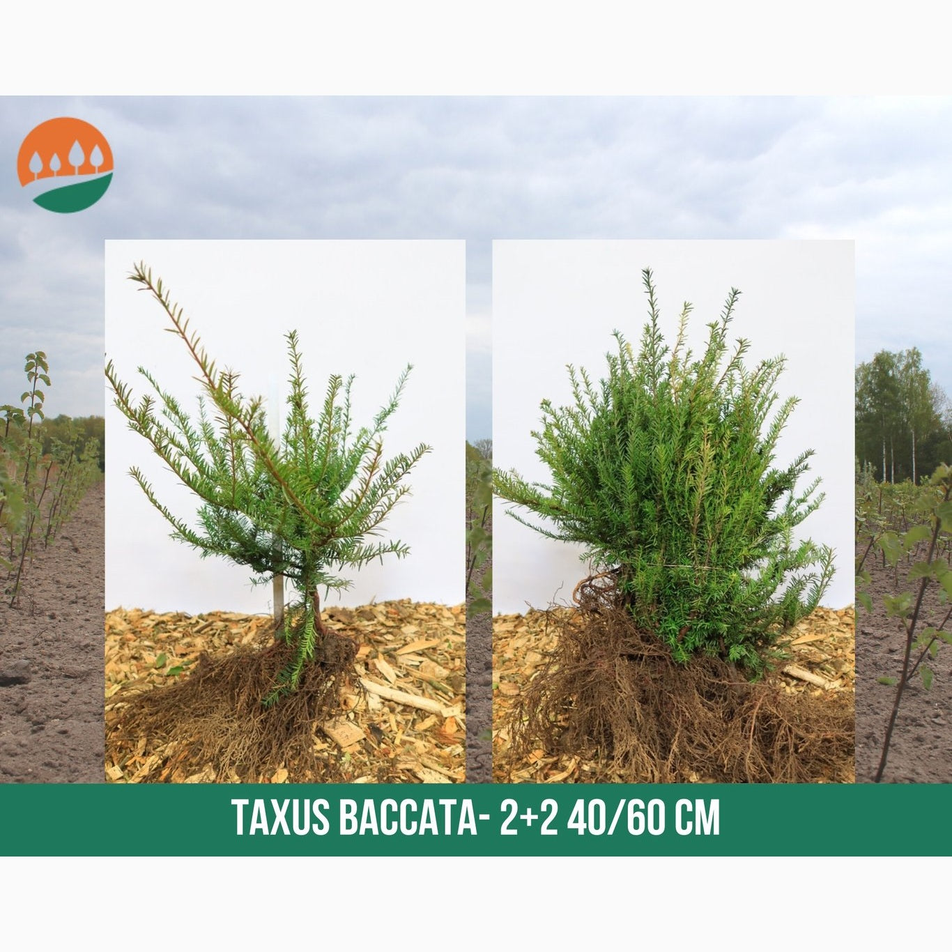 Idegran – Taxus baccata - 40-60 CM bare root 2/2