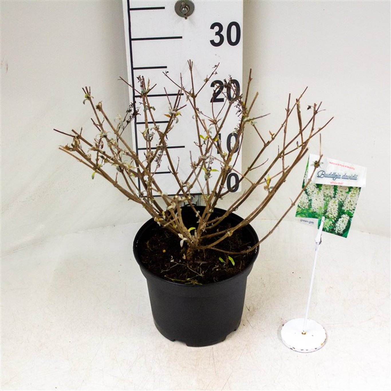 Sommarlilja – Buddleja 'White Ball' - C3 30-40 CM