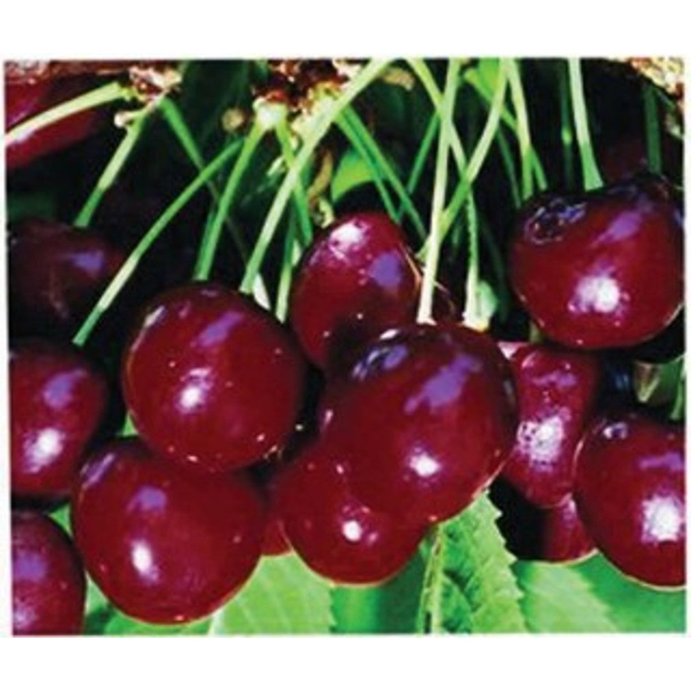 Körsbär – Prunus avium 'Regina' - C25 8/10 200 CM Stem