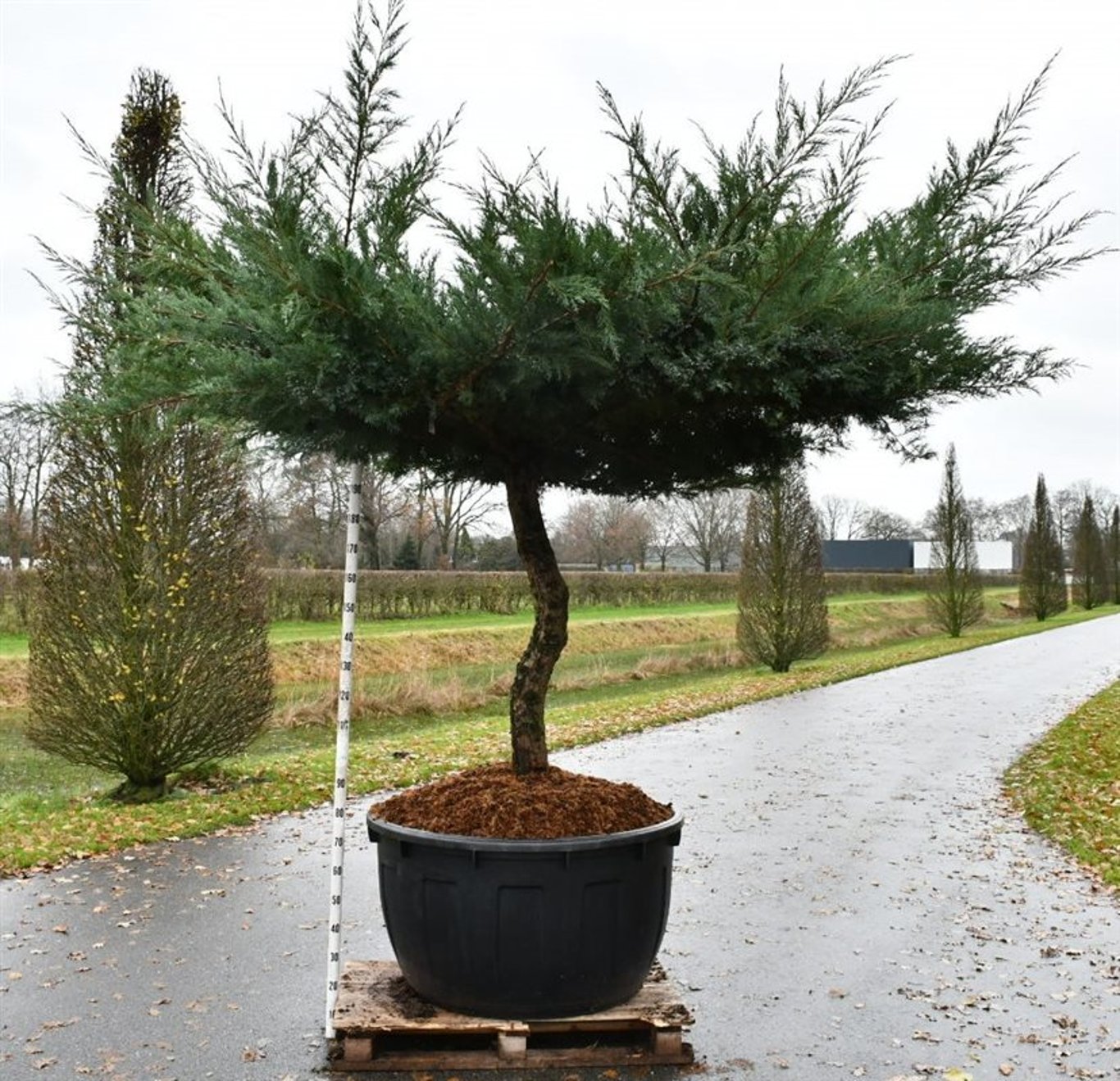 Hybrid-en – Juniperus media &