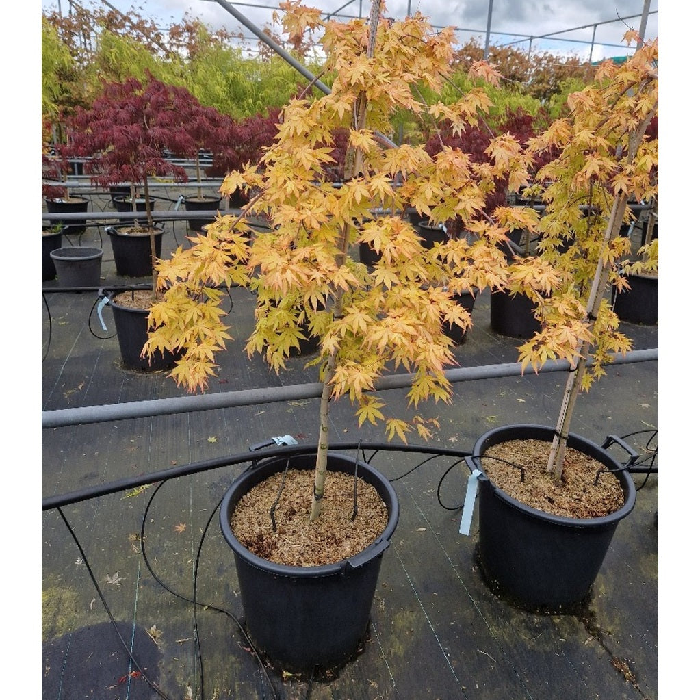 Japansk lönn – Acer pal. 'Cascade Gold' - 90 CM Stem C30