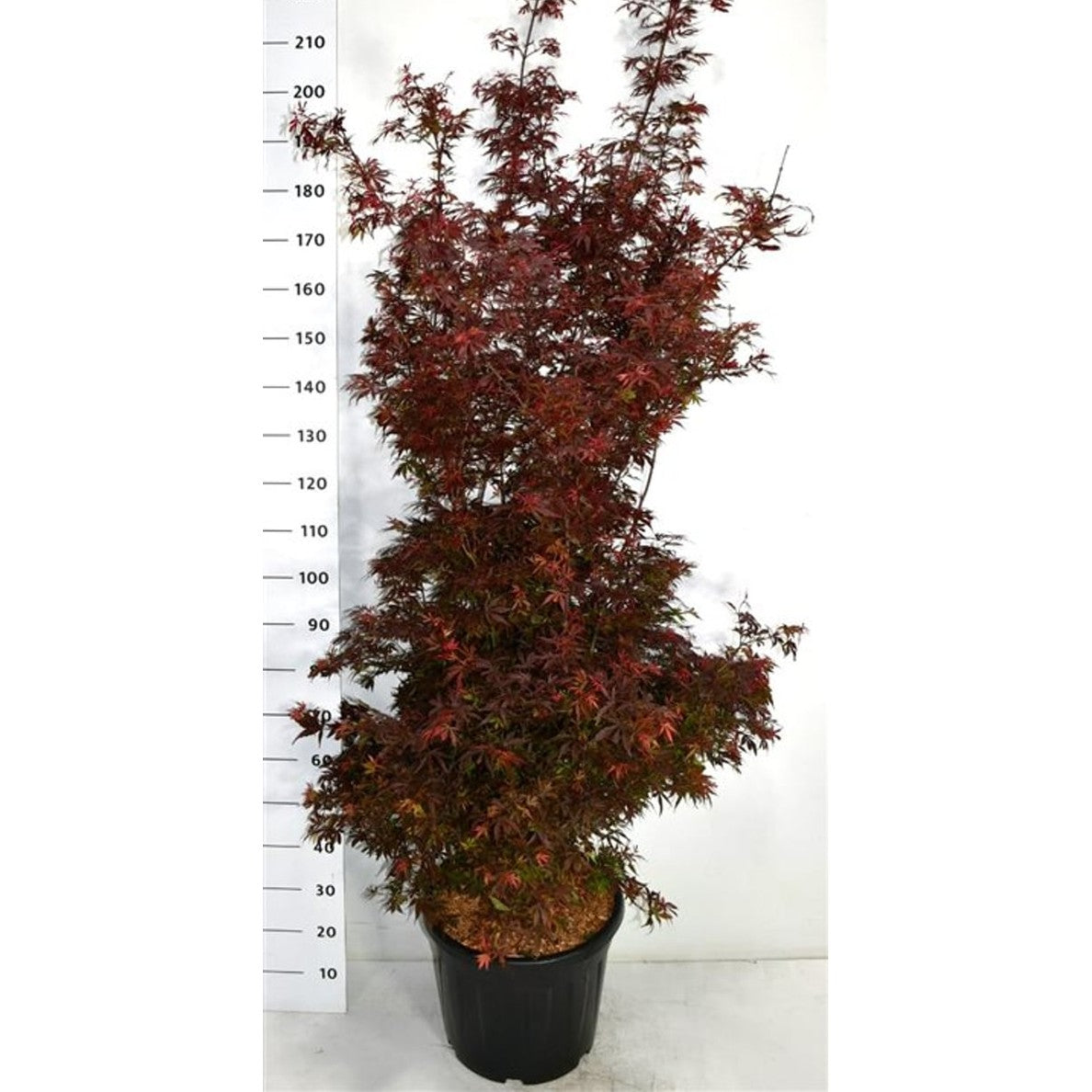 Japansk lönn – Acer palmatum 'Shaina' - C35 175-200 cm.