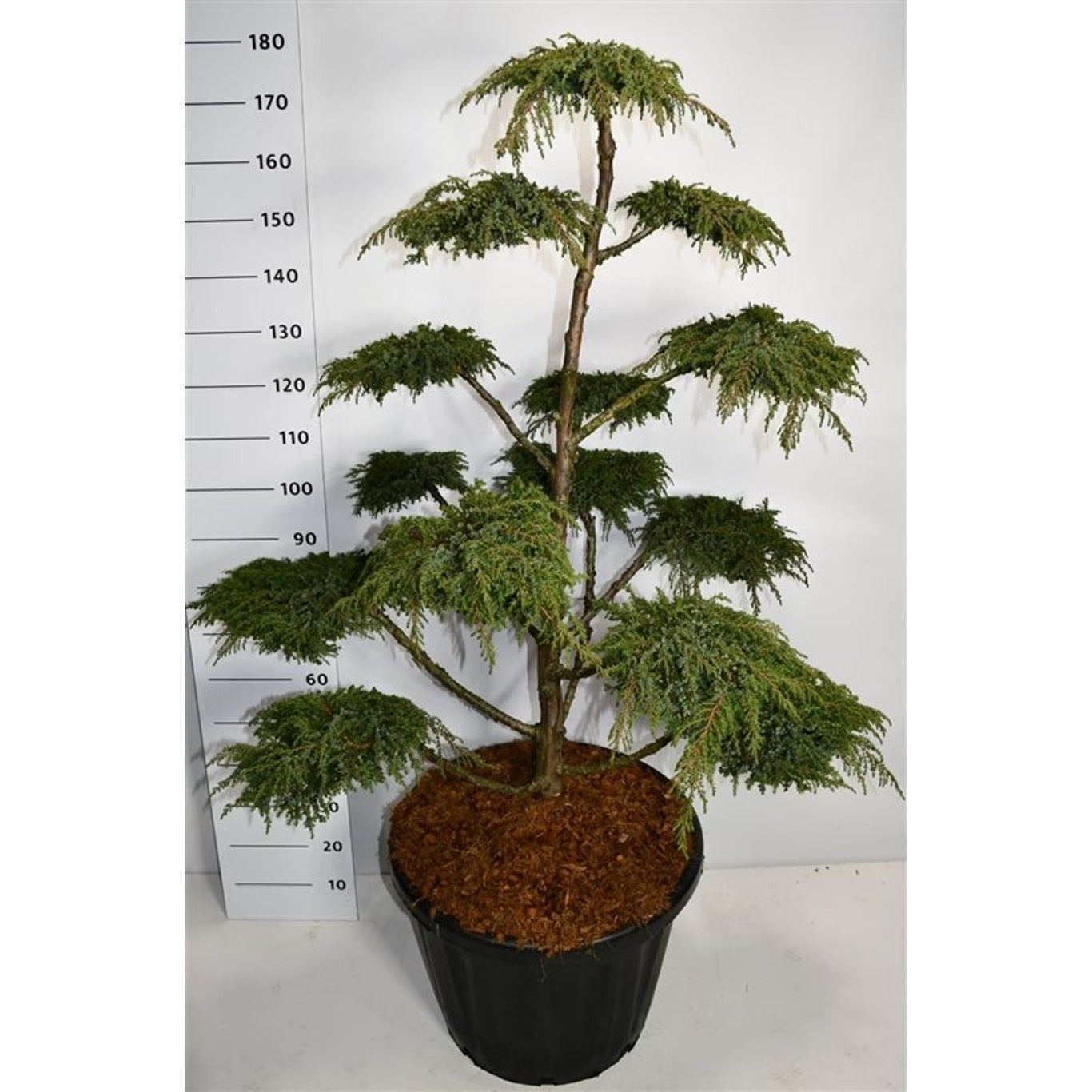 En – Juniperus communis 'Green Carpet' - 120-140 CM Bonsai Cont.