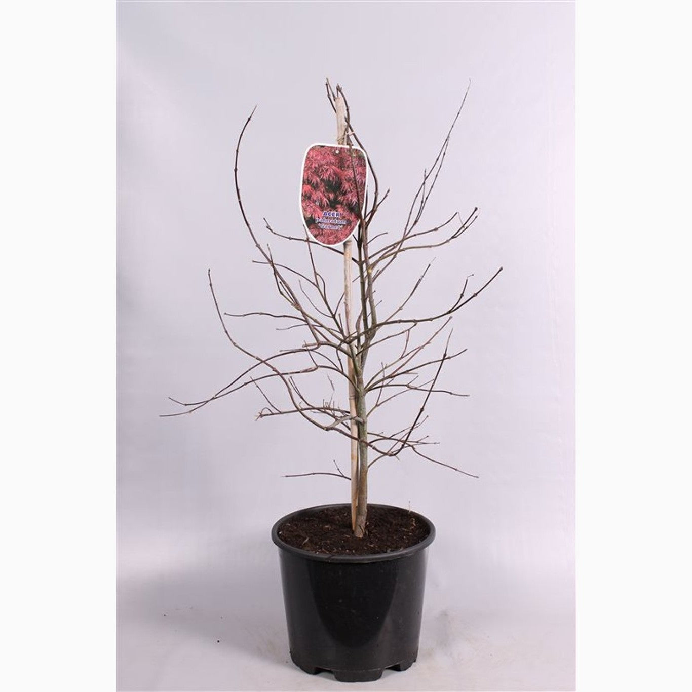 Japansk lönn – Acer pal. 'Orangeola' - C15