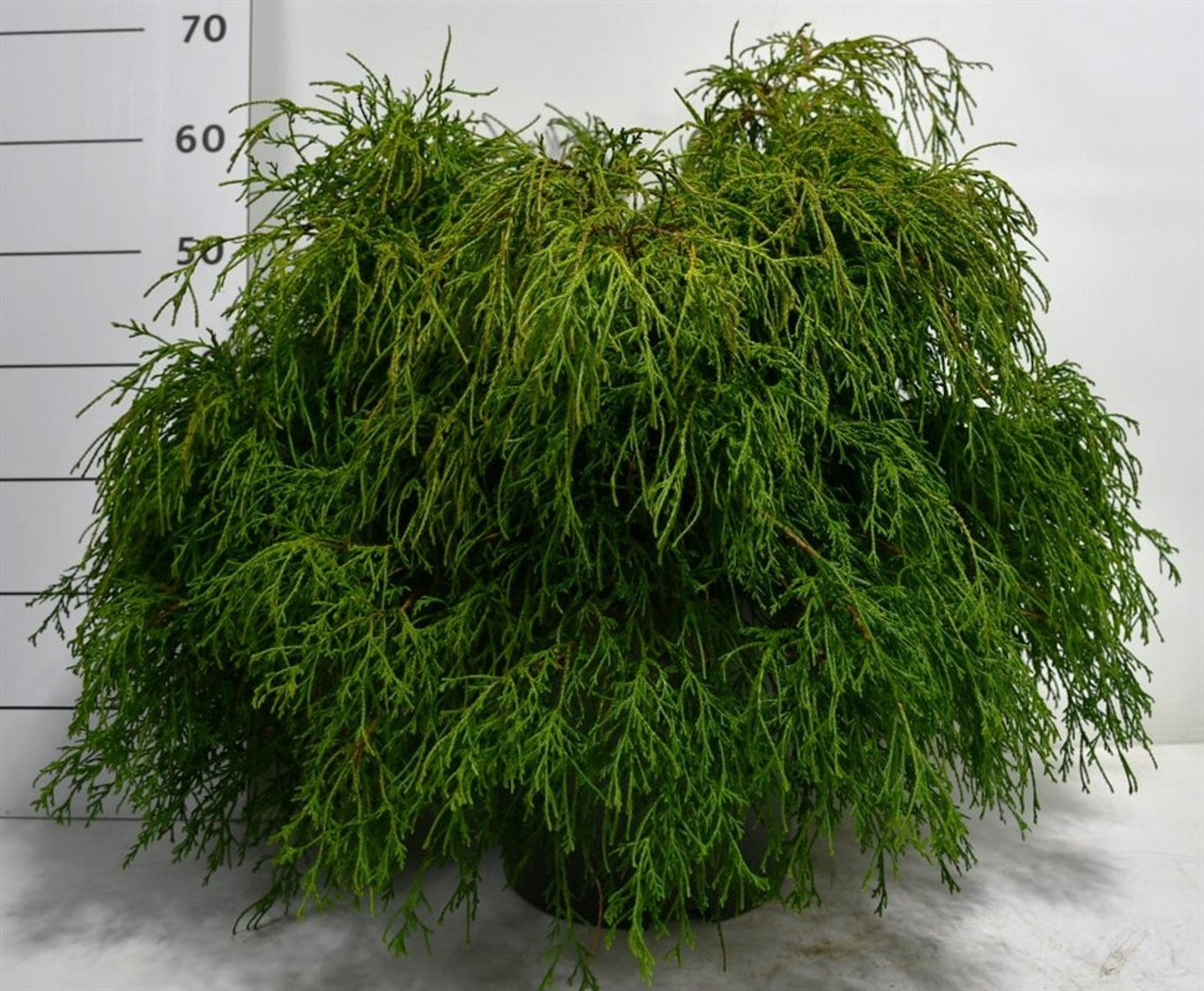 Ädelcypress – Chamaecyparis pisifera &