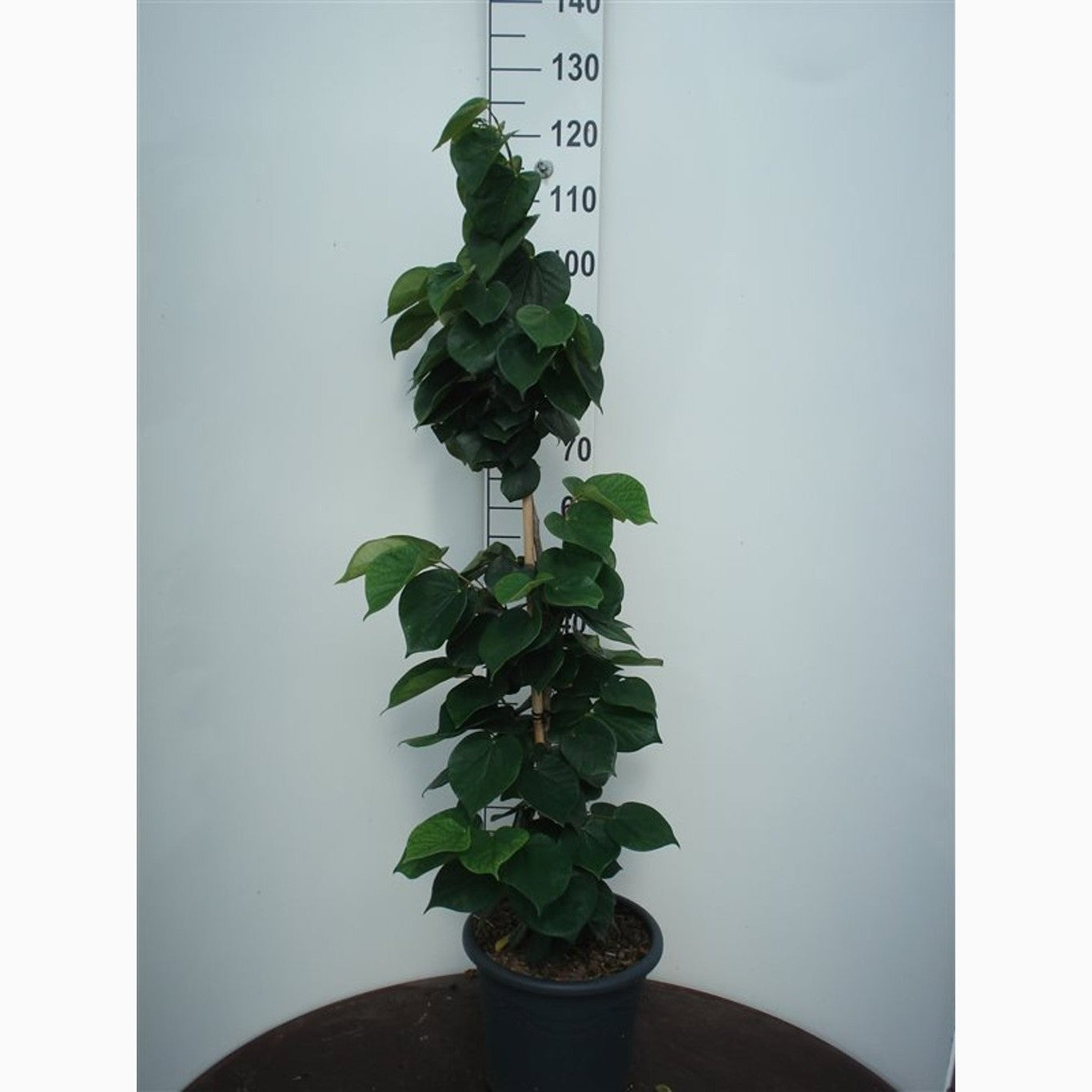 Kinesiskt judasträd – Cercis chinensis 'Avondale' - C20 100-125 CM