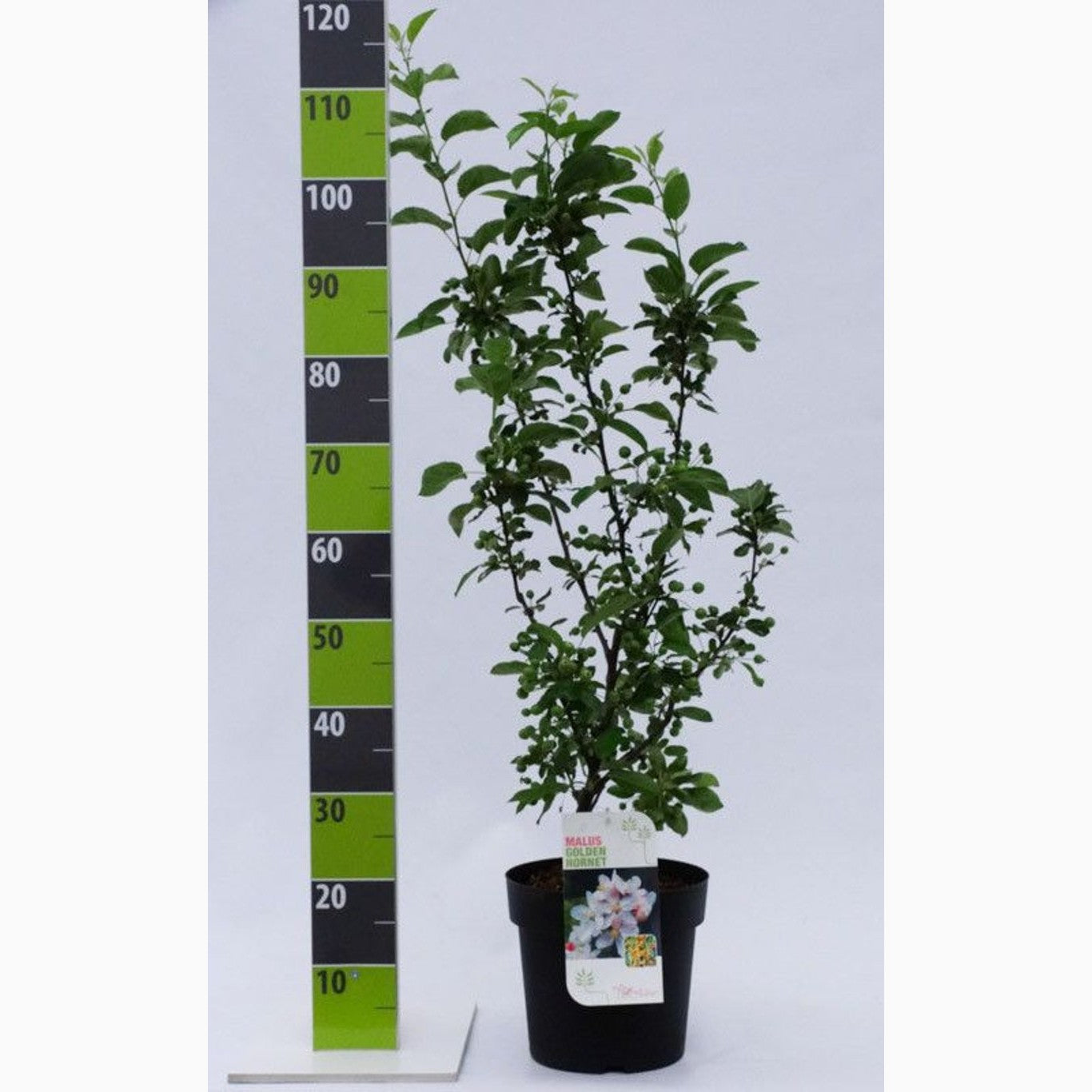 Äpple – Malus 'Golden Hornet' - C7 80-100 CM