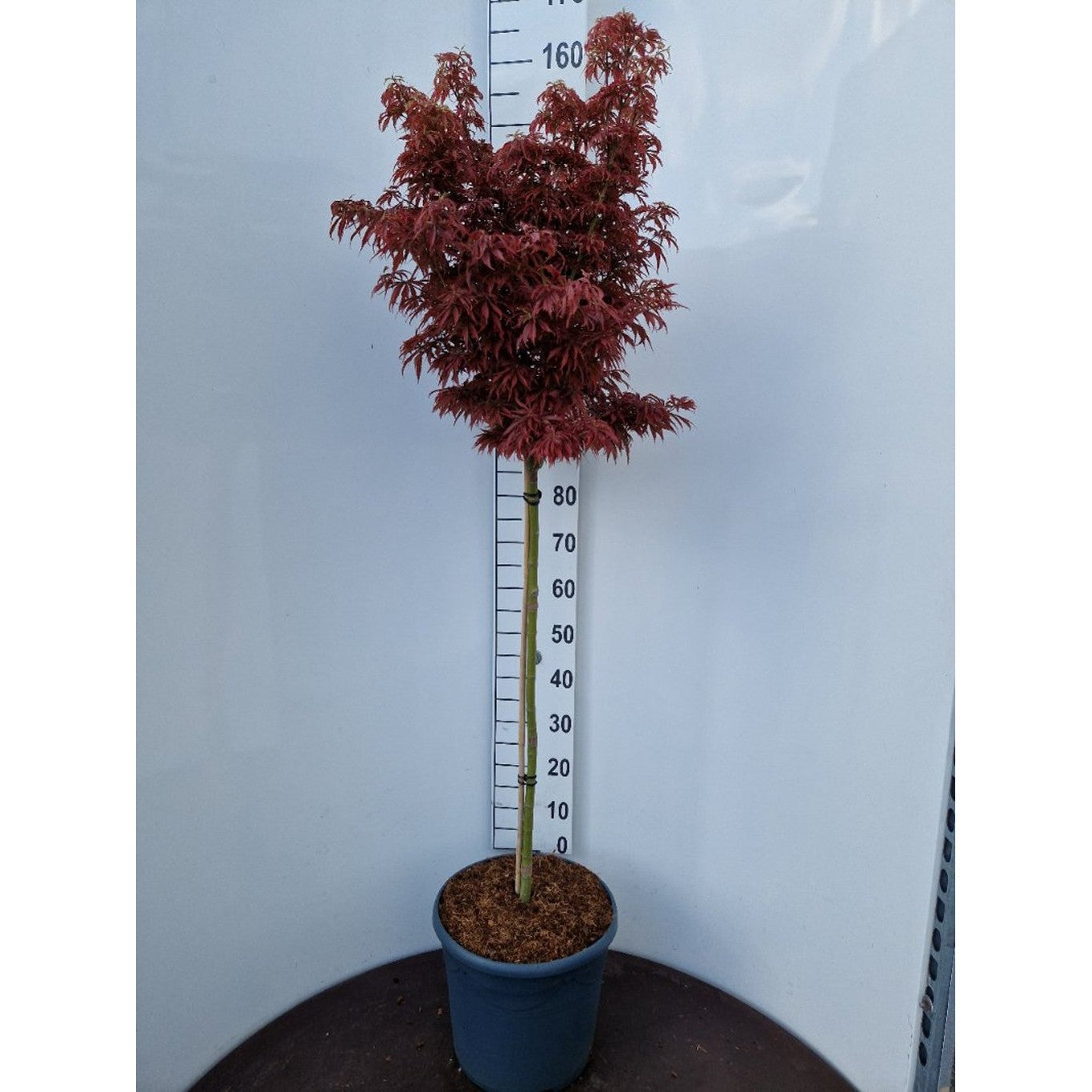 Japansk lönn – Acer pal. 'Jerre Schwartz' - 90 CM Stem C20