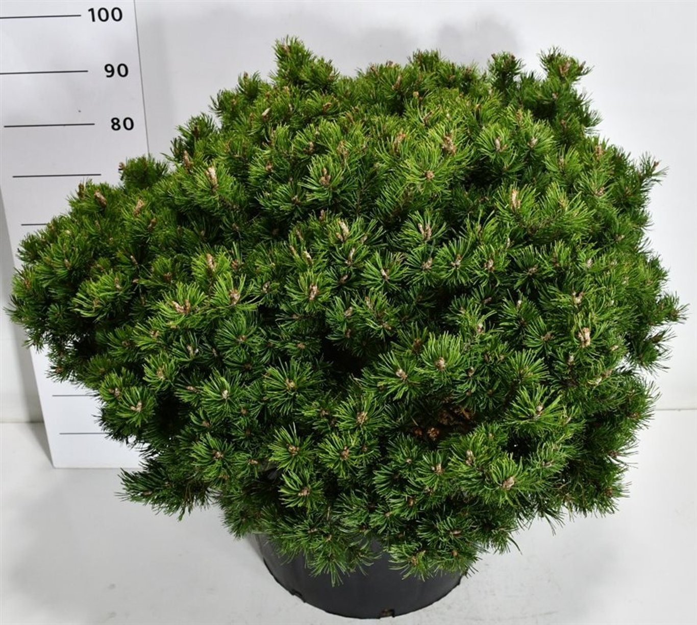Bergtall – Pinus mugo &