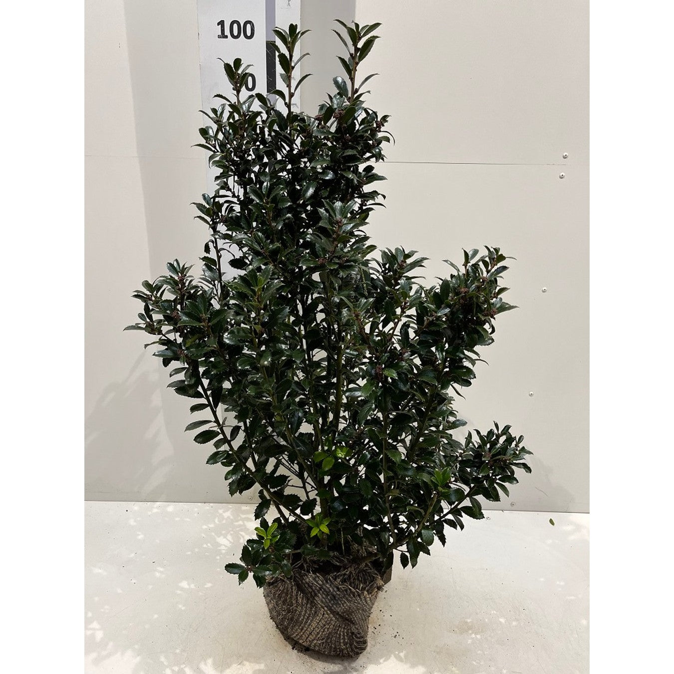 Blå järnek – Ilex meservae 'Heckenpracht' - 50-60 CM RB