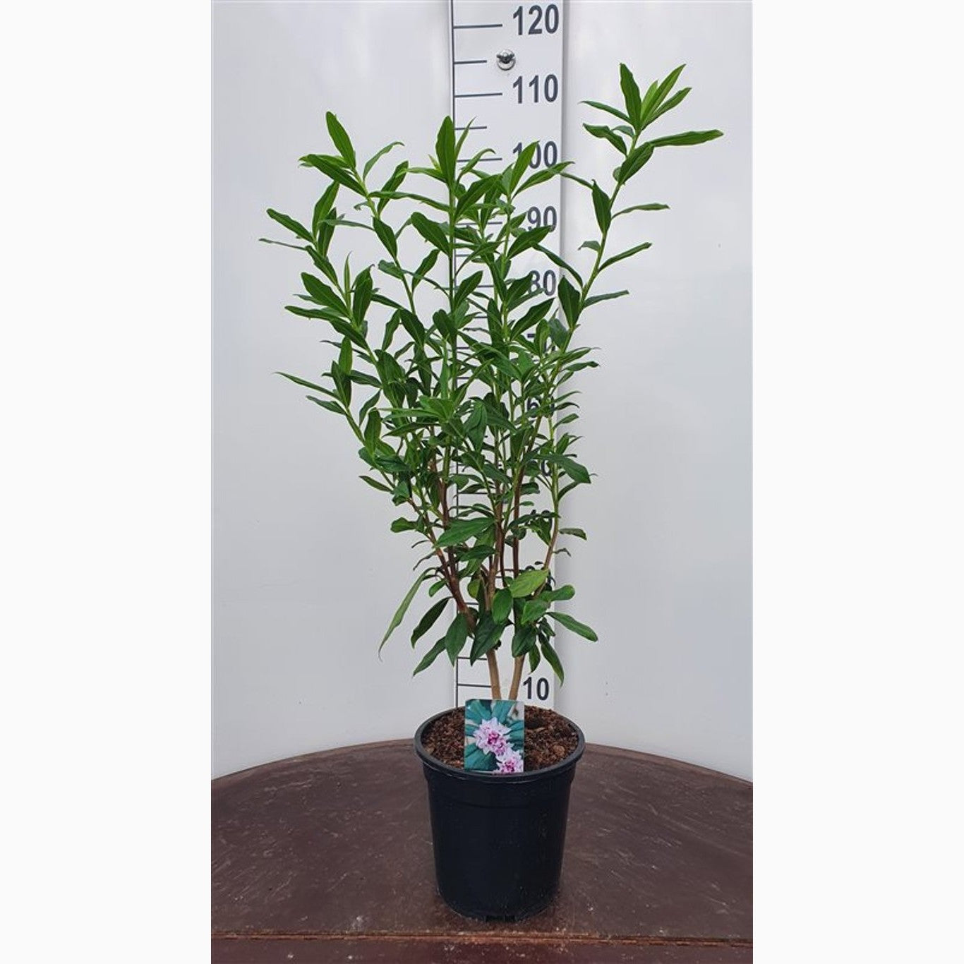 Tibast – Daphne burkwoodii 'Somerset' - C5 50-60 CM