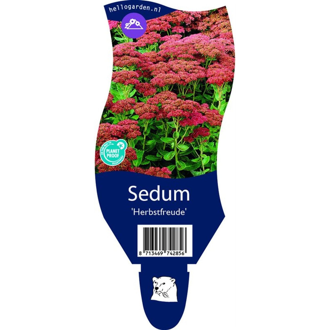 Fetknopp – Sedum 'Herbstfreude' - P11
