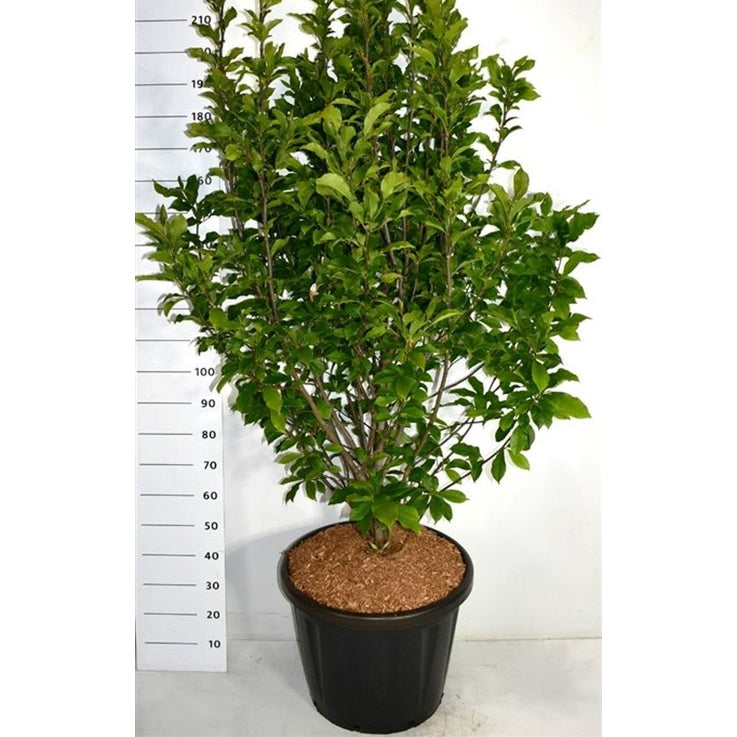 Magnolia – Magnolia &