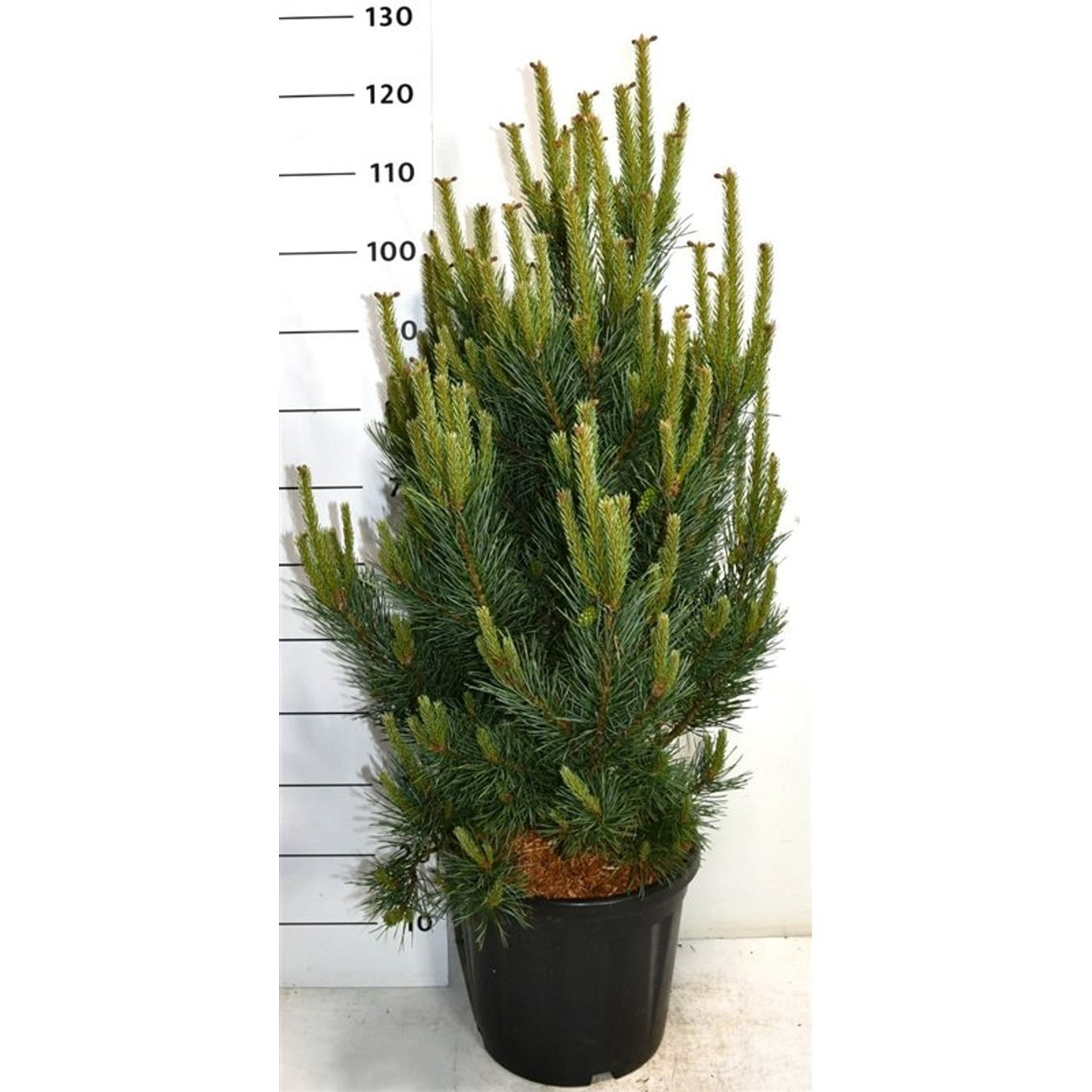Tall – Pinus sylvestris 'Watereri' - C20 80-90 CM