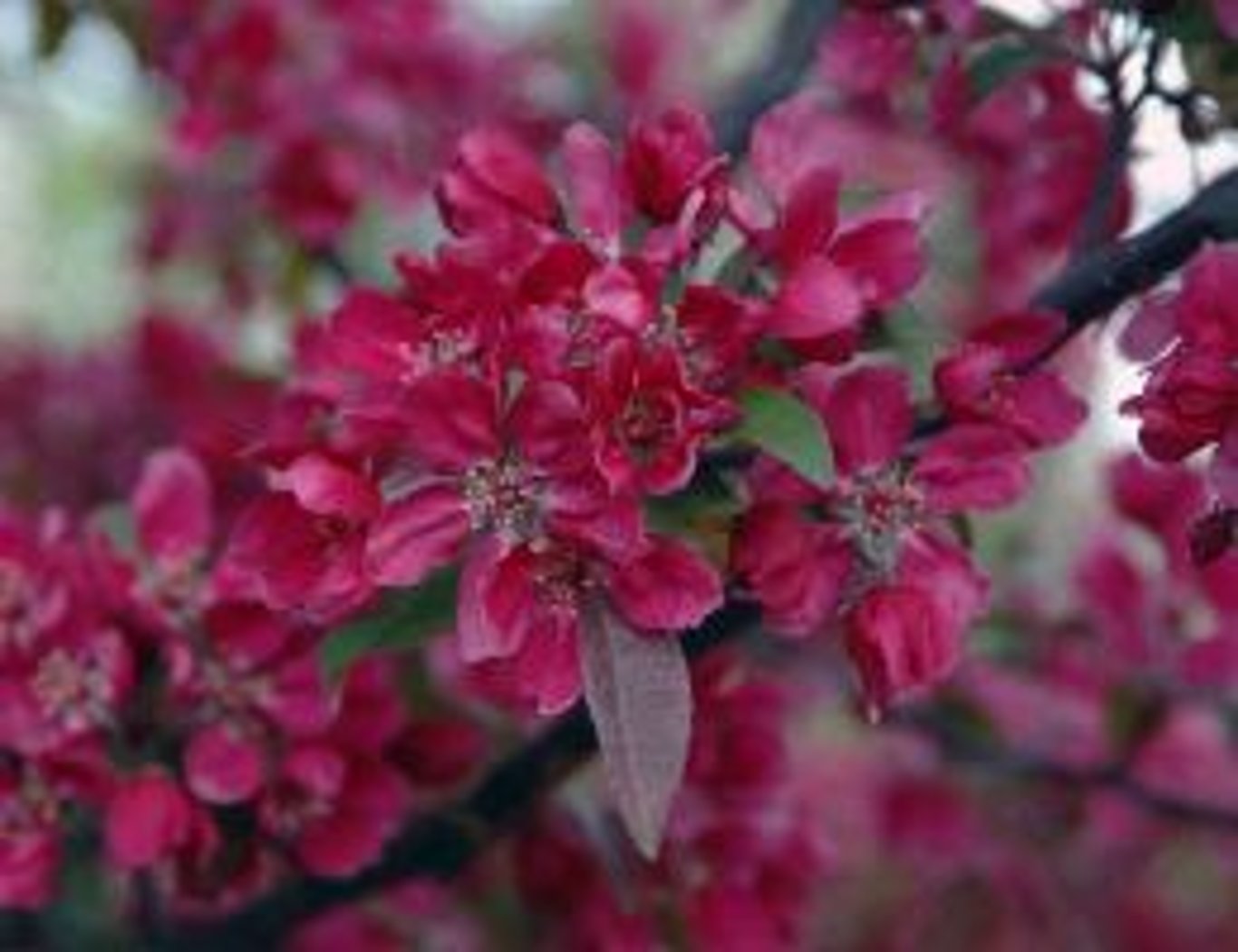 Äpple – Malus 'Directeur Moerlands' - 10/12 in Cont HO/ST