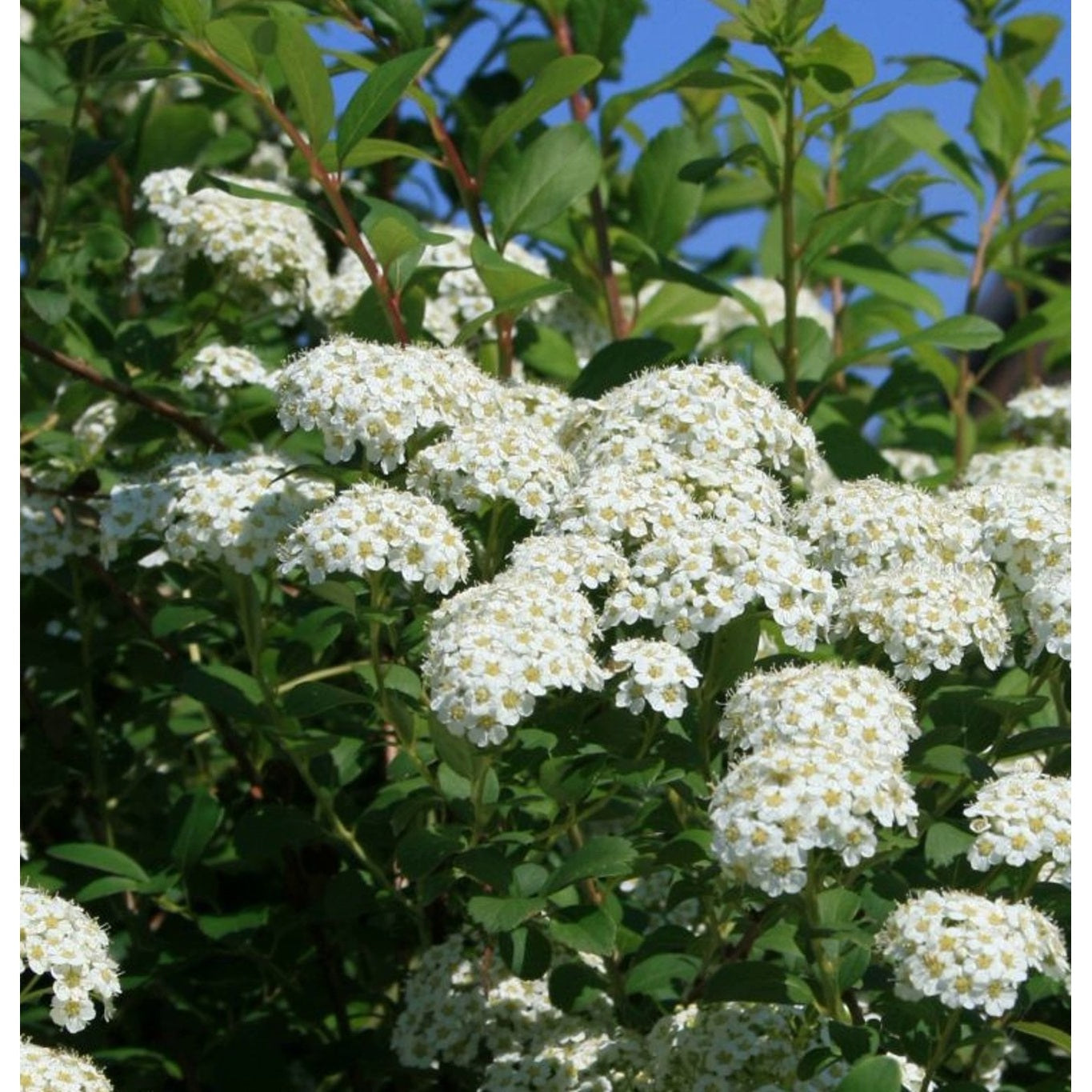 Spirea – Spiraea nipponica &