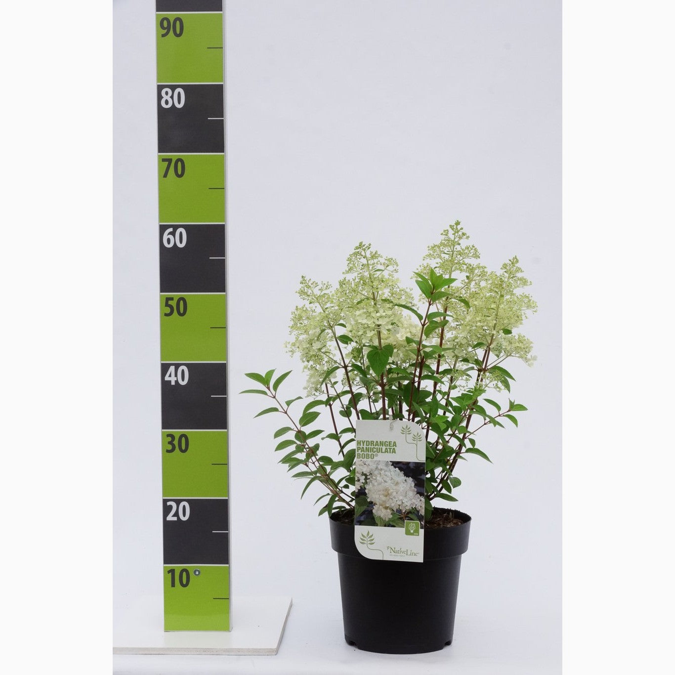 Syrenhortensia – Hydrangea paniculata 'Bobo' - C4,6 40-60 CM