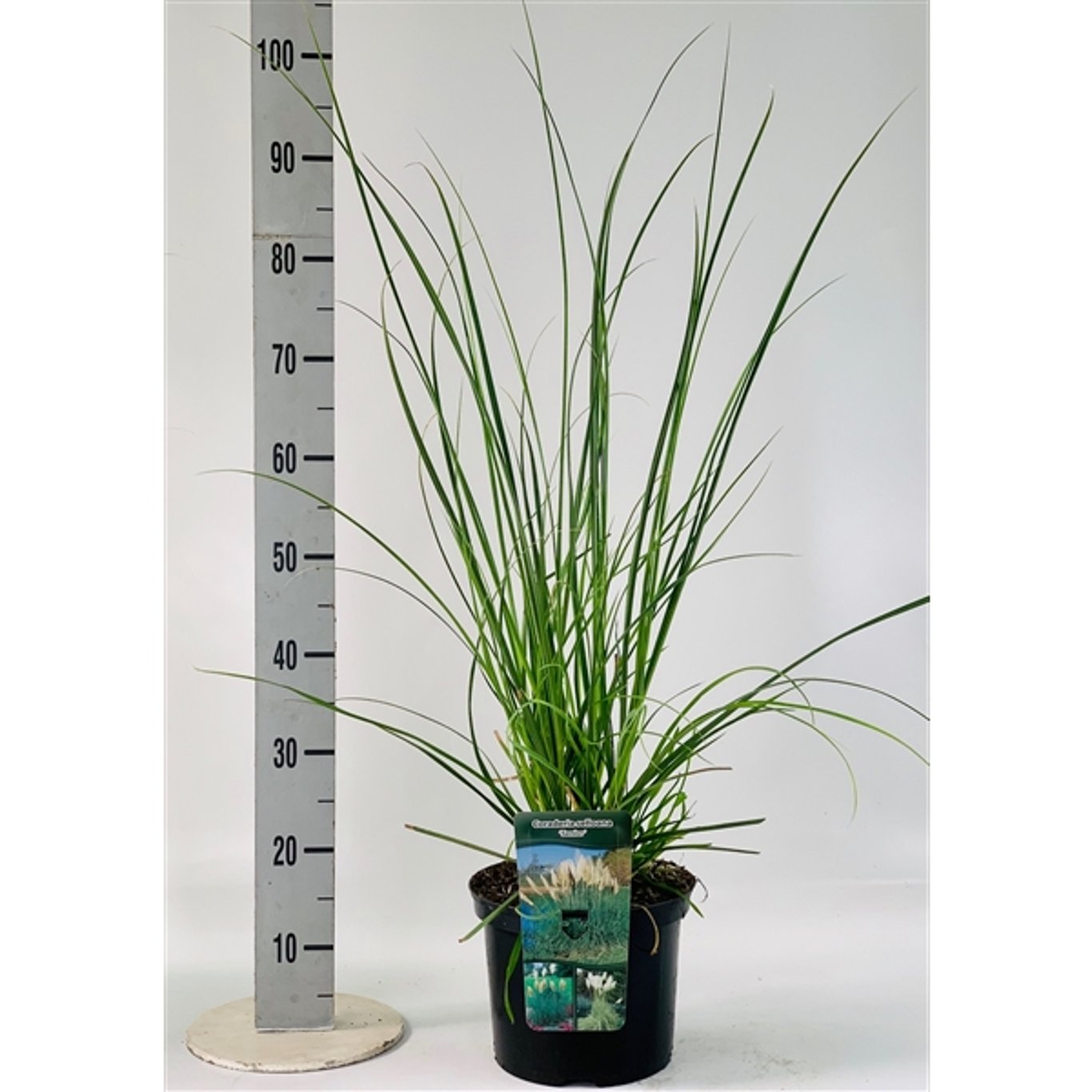 Pampasgräs – Cortaderia selloana 'Senior' - C5