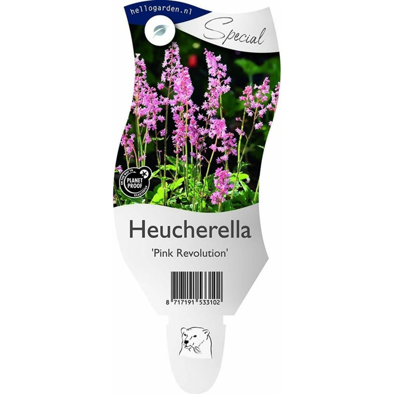 Alunrot x Skuggrön – Heucherella Pink Revolution - P11
