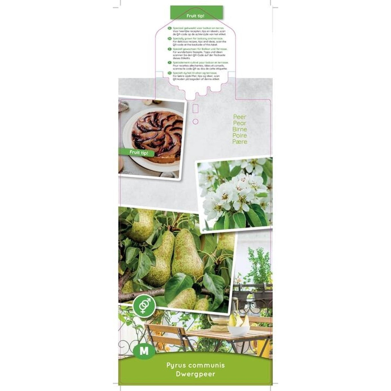 Dvärgpäron – Pyrus communis Dwergpeer - C5 80-100 CM