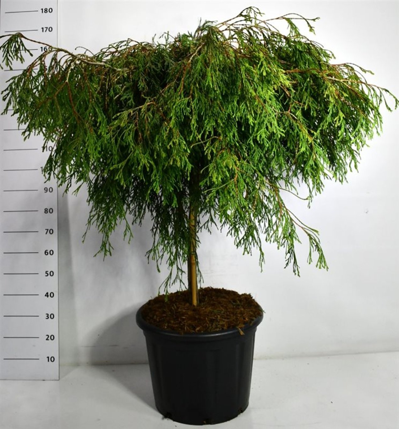 Thuja – Thuja plicata 'Kager's Beauty' - C65 90 cm. Stam