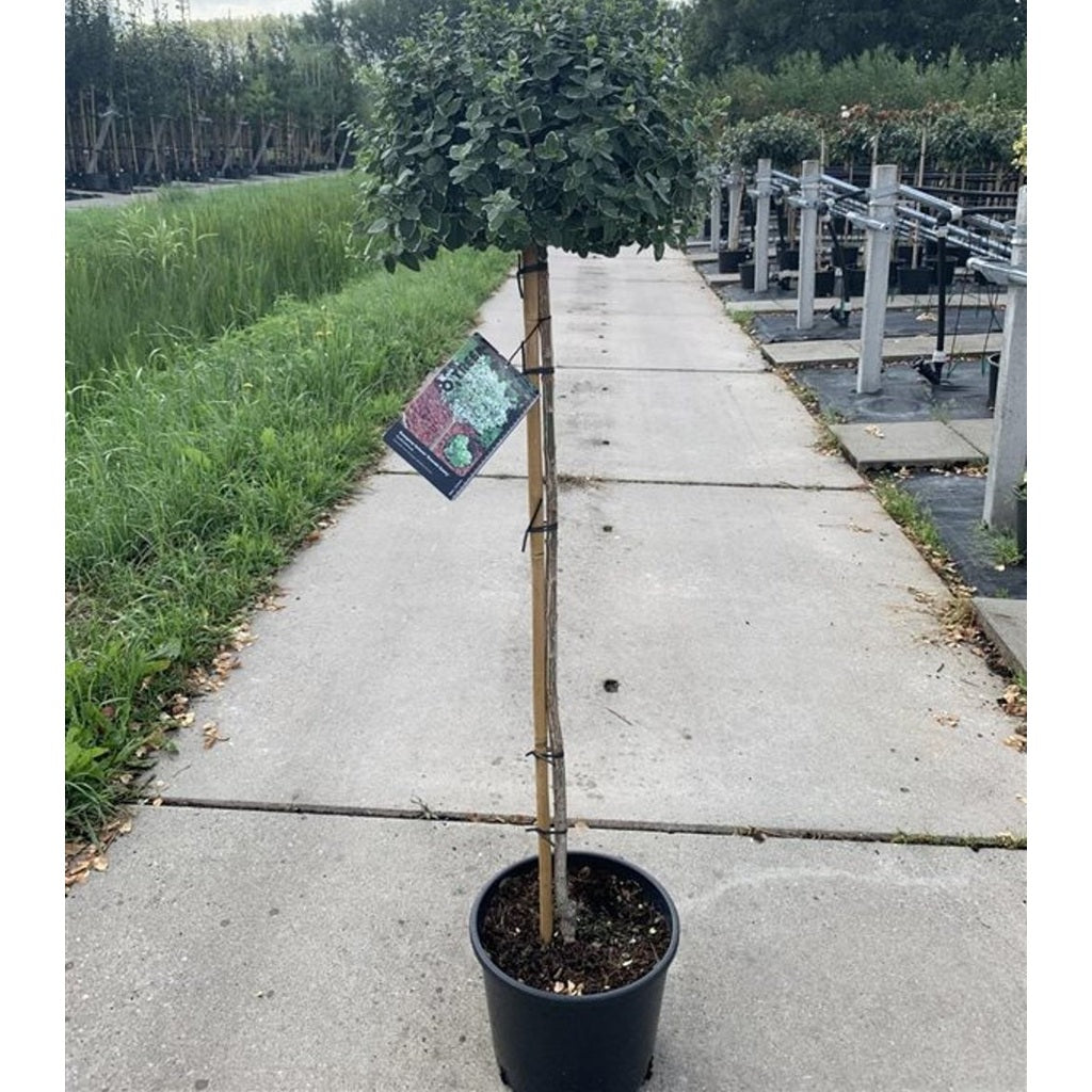 Klätterbenved – Euonymus fortunei 'Emerald Gaiety' - 80 CM Stem C10