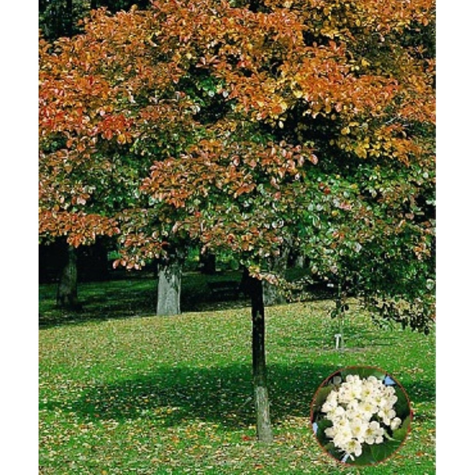 Hagtorn – Crataegus persimilis 'Splendens' - 8/10 in Cont HO/ST