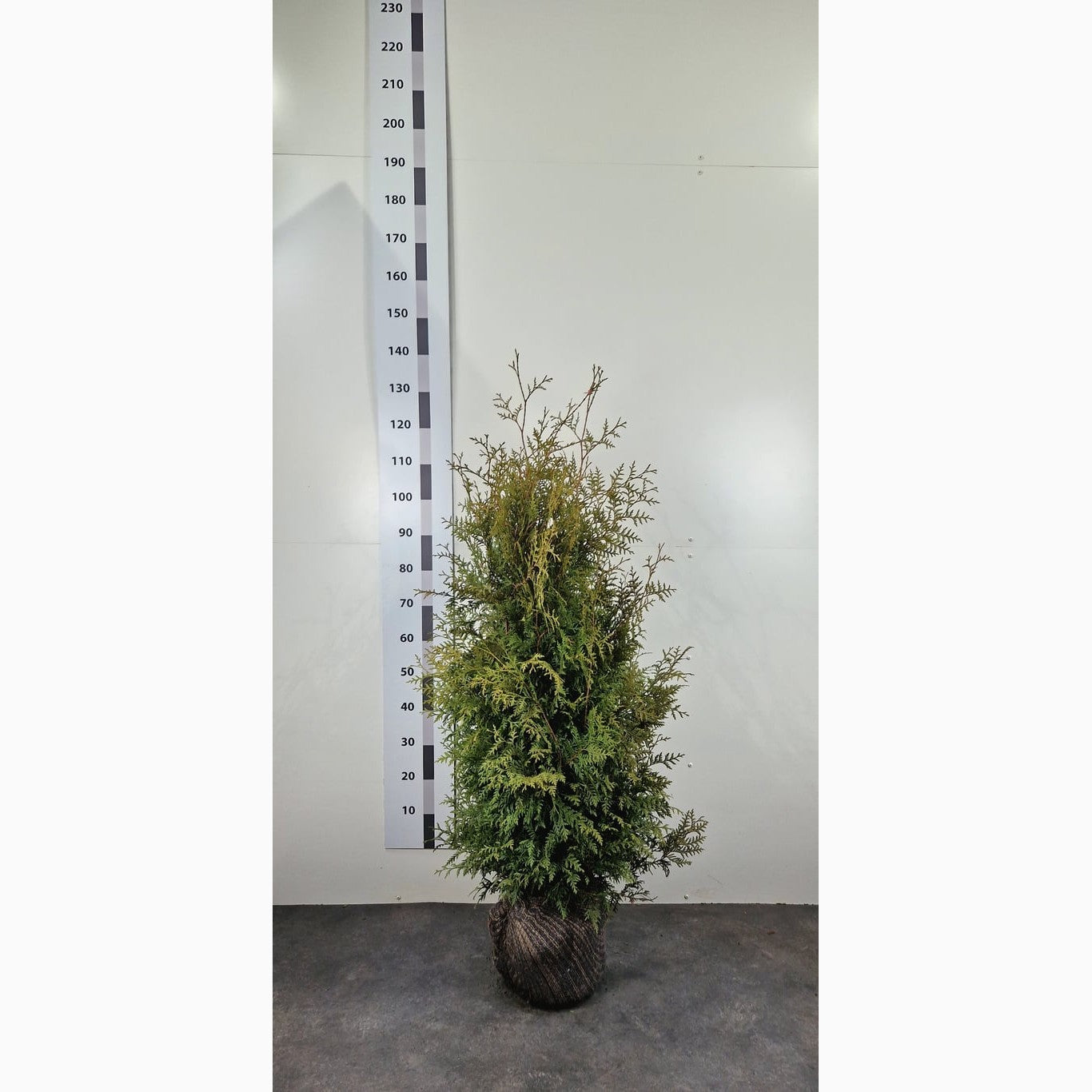 Thuja – Thuja occidentalis 'Brabant' - 120-140 CM RB