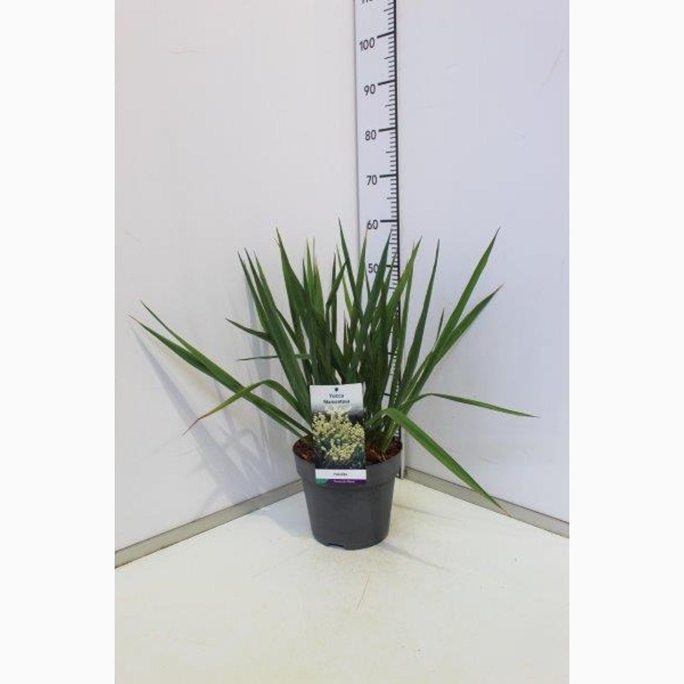 Palmlilja – Yucca filamentosa - C5