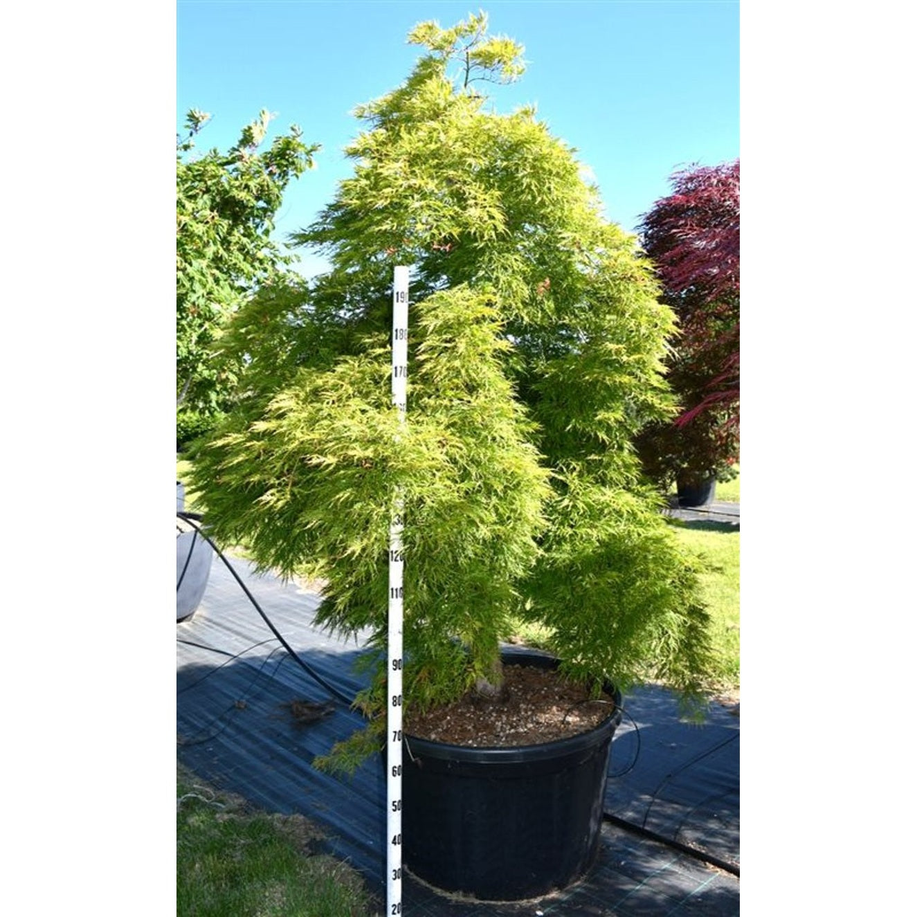 Japansk lönn – Acer palmatum 'Dissectum' - C280 250-275 cm. Sol