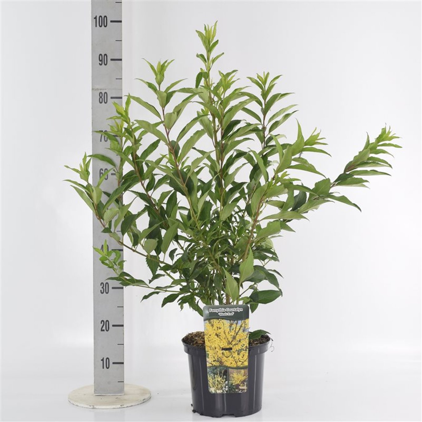 Forsythia – Forsythia intermedia 'Week-End' - C5 40-60 CM