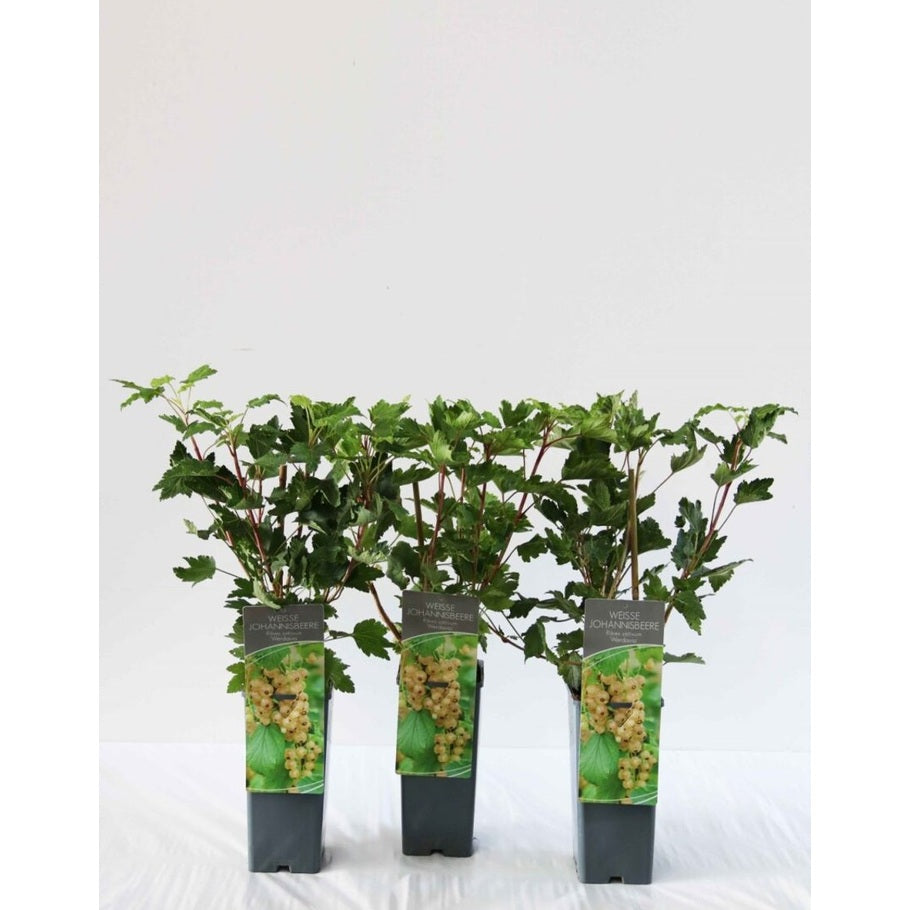 Röda vinbär – Ribes rubrum 'Werdavia' - C2 30-40 CM