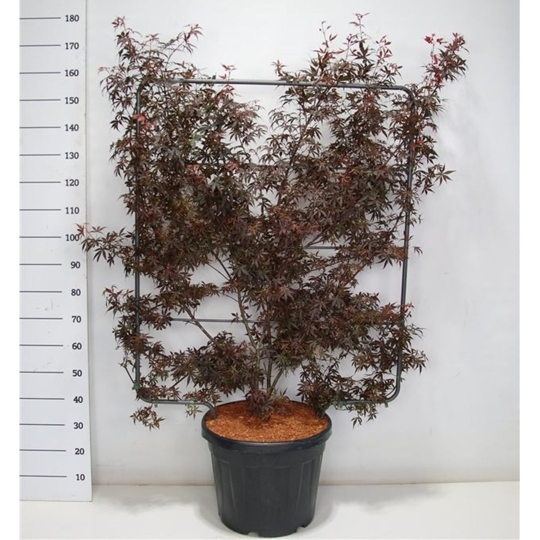 Japansk lönn – Acer palmatum 'Skeeter's Broom' - C45 120 cm. Scherm