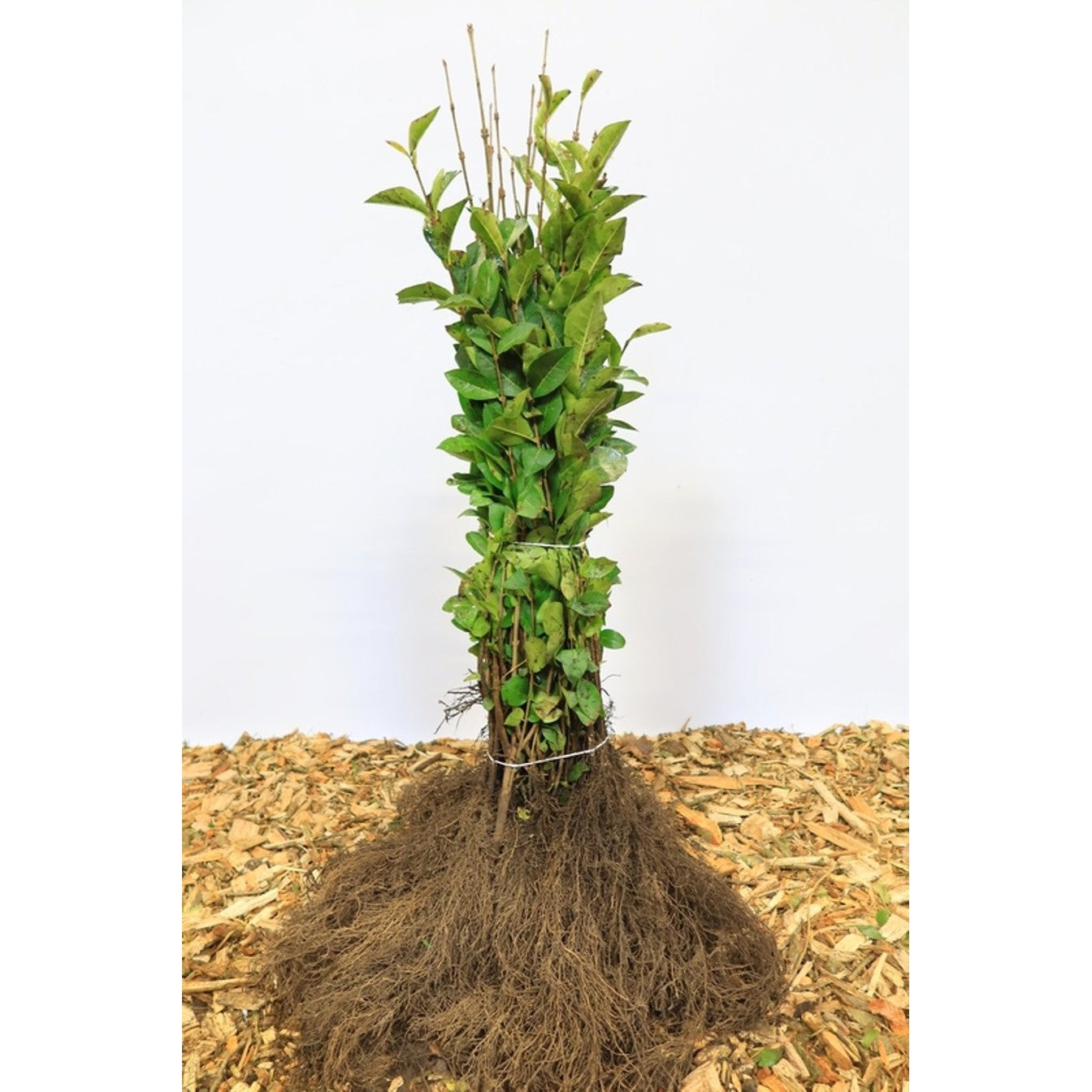 Liguster – Ligustrum ovalifolium - 40-60 CM bare root 0/1 2-3 branche