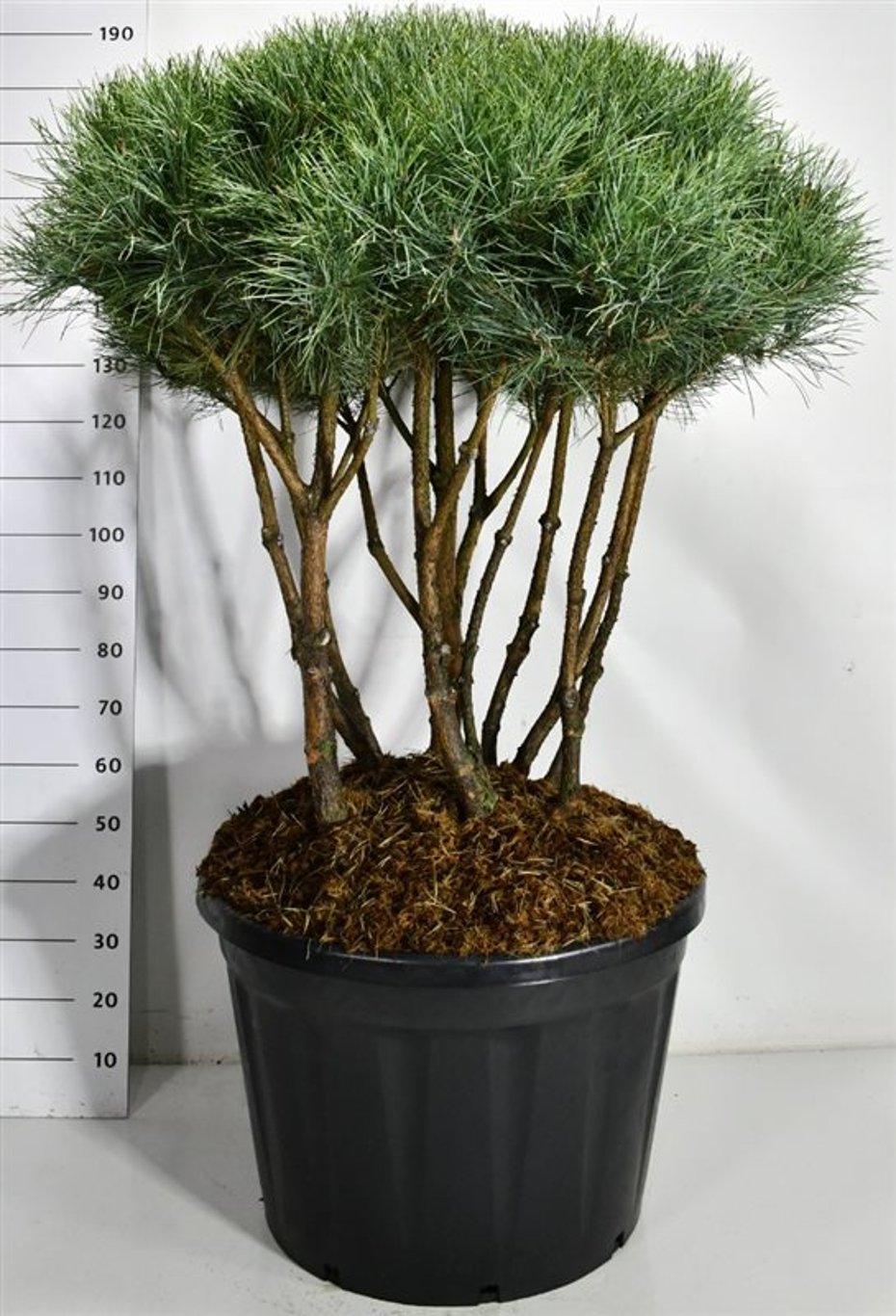 Tall – Pinus sylvestris &