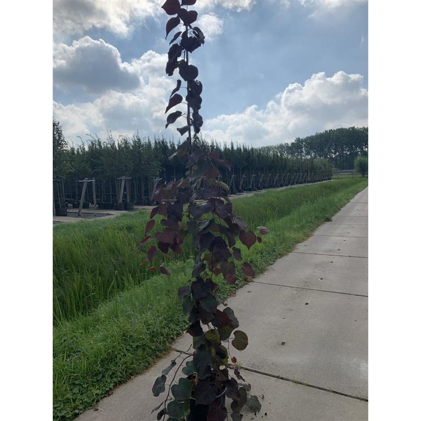 Judasträd – Cercis canadensis 'Ruby Falls' - 120 CM Stem C12
