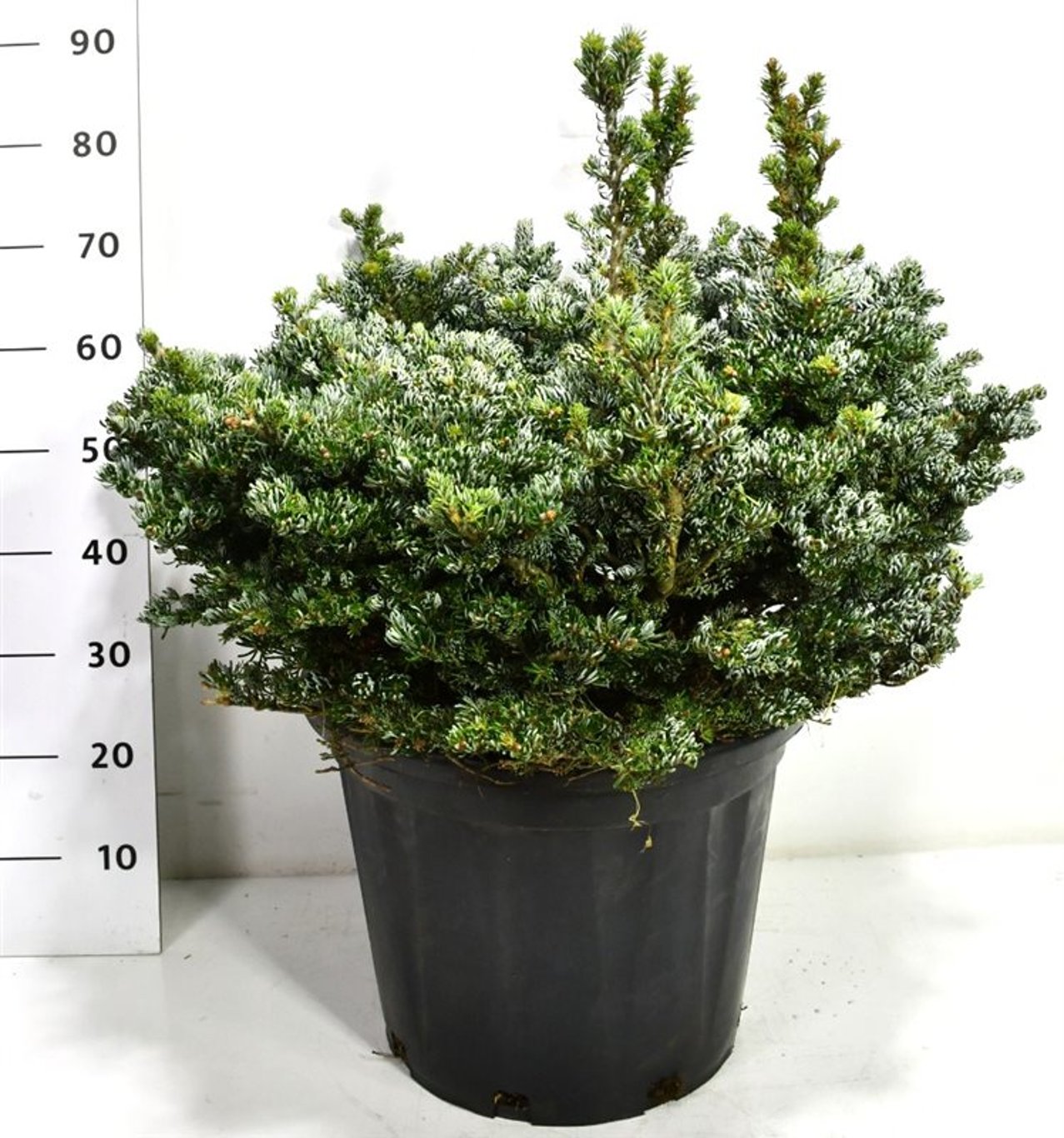 Koreagran – Abies koreana 'Kohout's Icebreaker' - C35 70-80 cm.