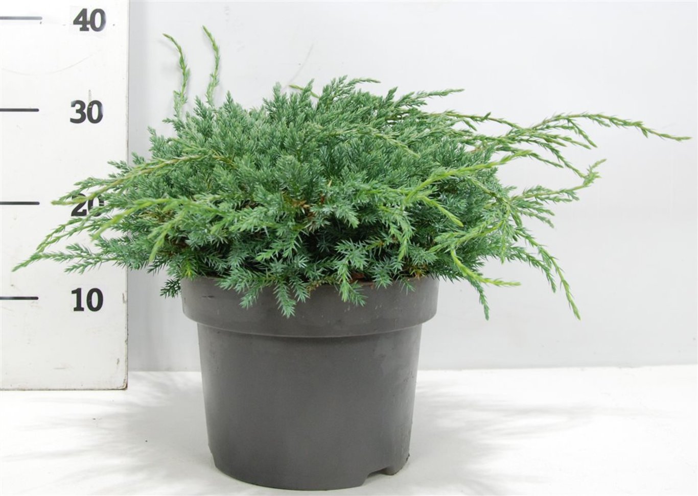 Himalaya-en – Juniperus squamata &