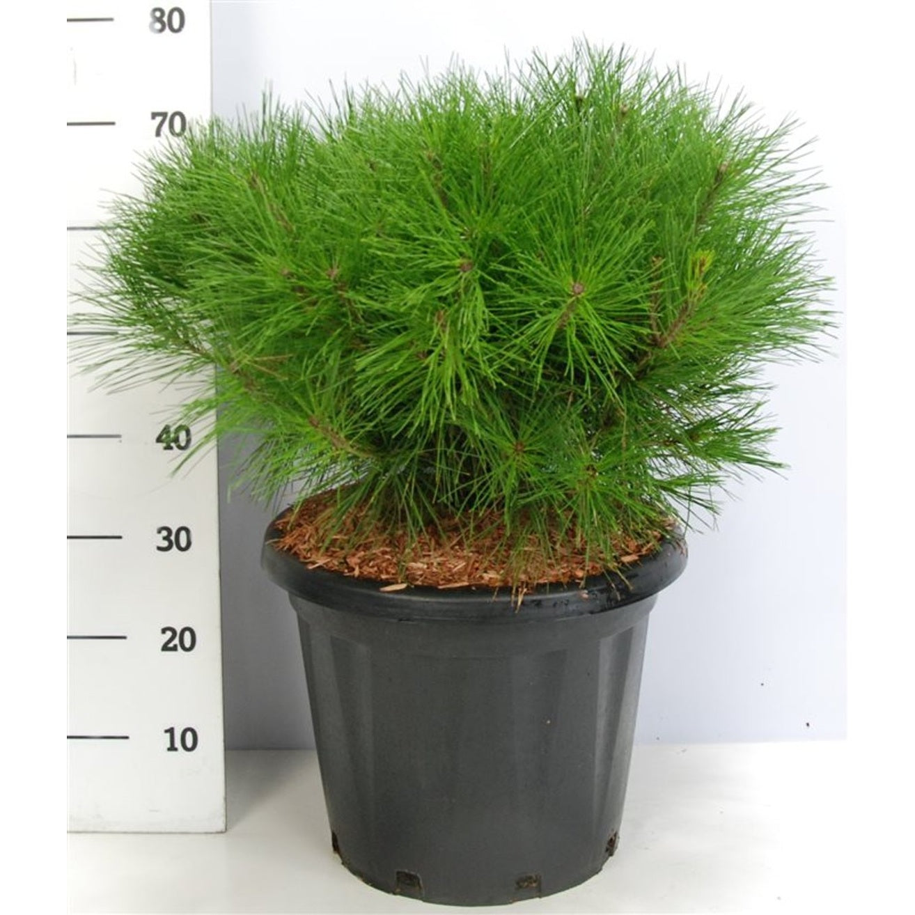 Svarttall – Pinus densiflora 'Alice Verkade' - C25 60-70 cm.