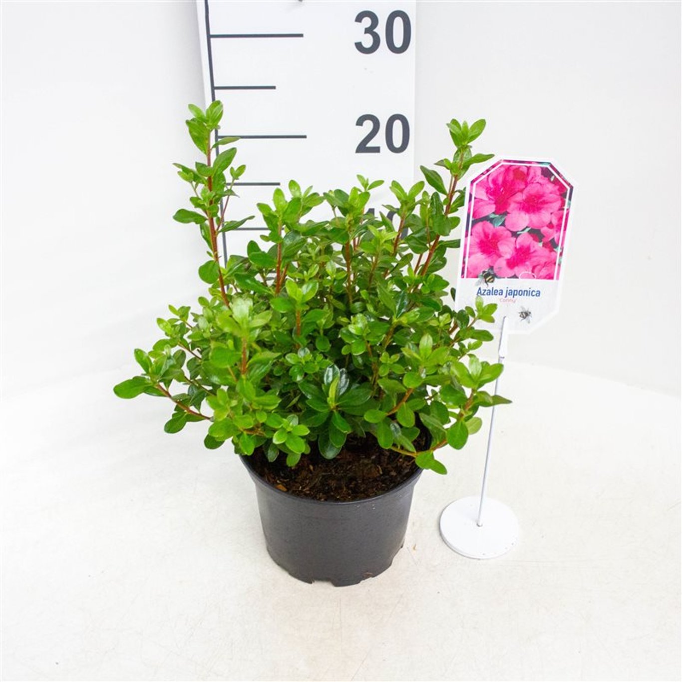 Rhododendron – Rhododendron (AJ); 'Conny' - C2 20-25 CM