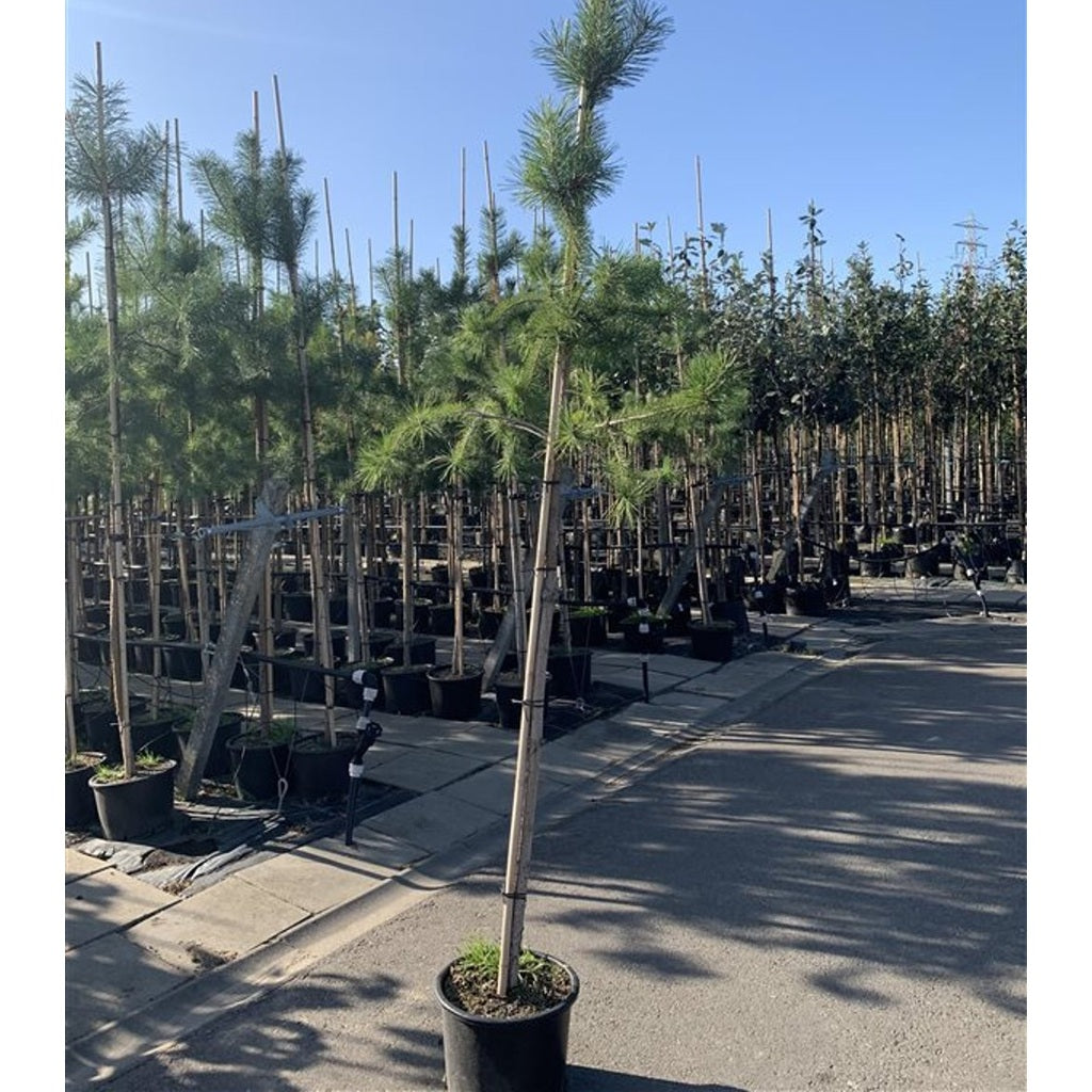 Tall – Pinus sylvestris - C200 8/10 200 CM Stem