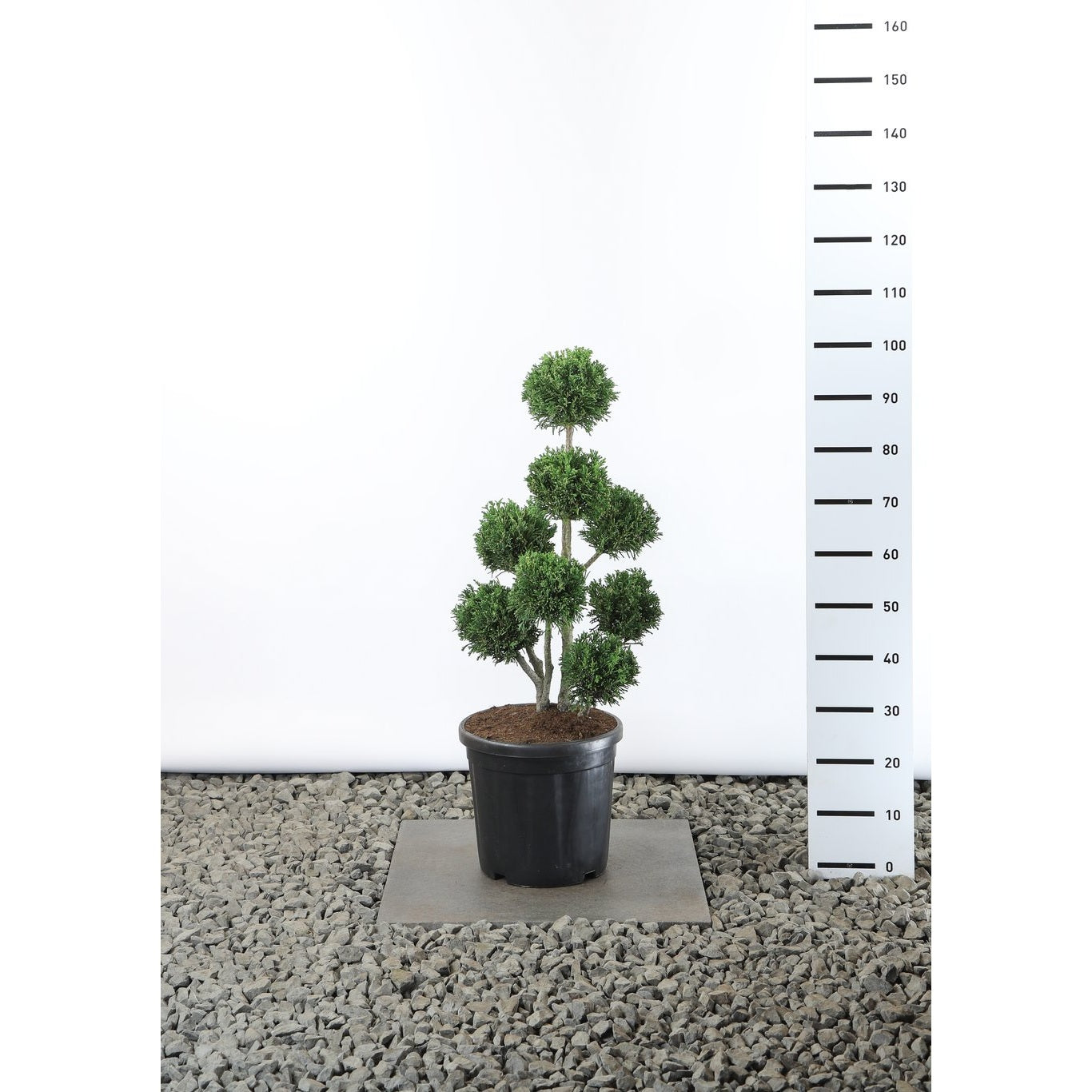 Ädelcypress – Chamaecyparis obtusa 'Draht' - 60-80 CM PonPon EXTRA in Cont.