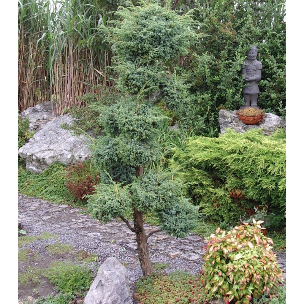 Kinesisk en – Juniperus chinensis 'Blue Alps' - C3 30-40 CM