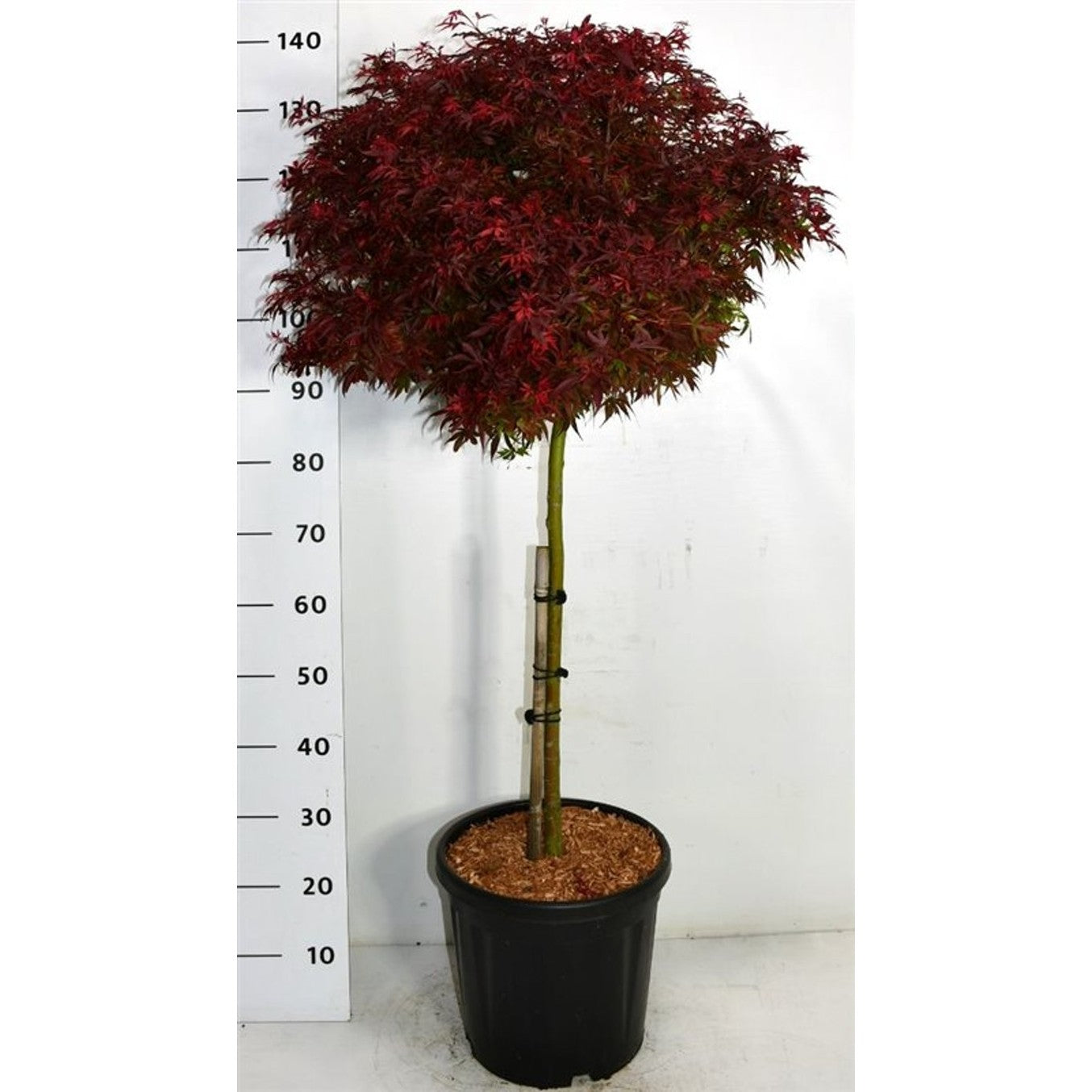 Japansk lönn – Acer pal. 'Shaina' - 60 CM Stem C25