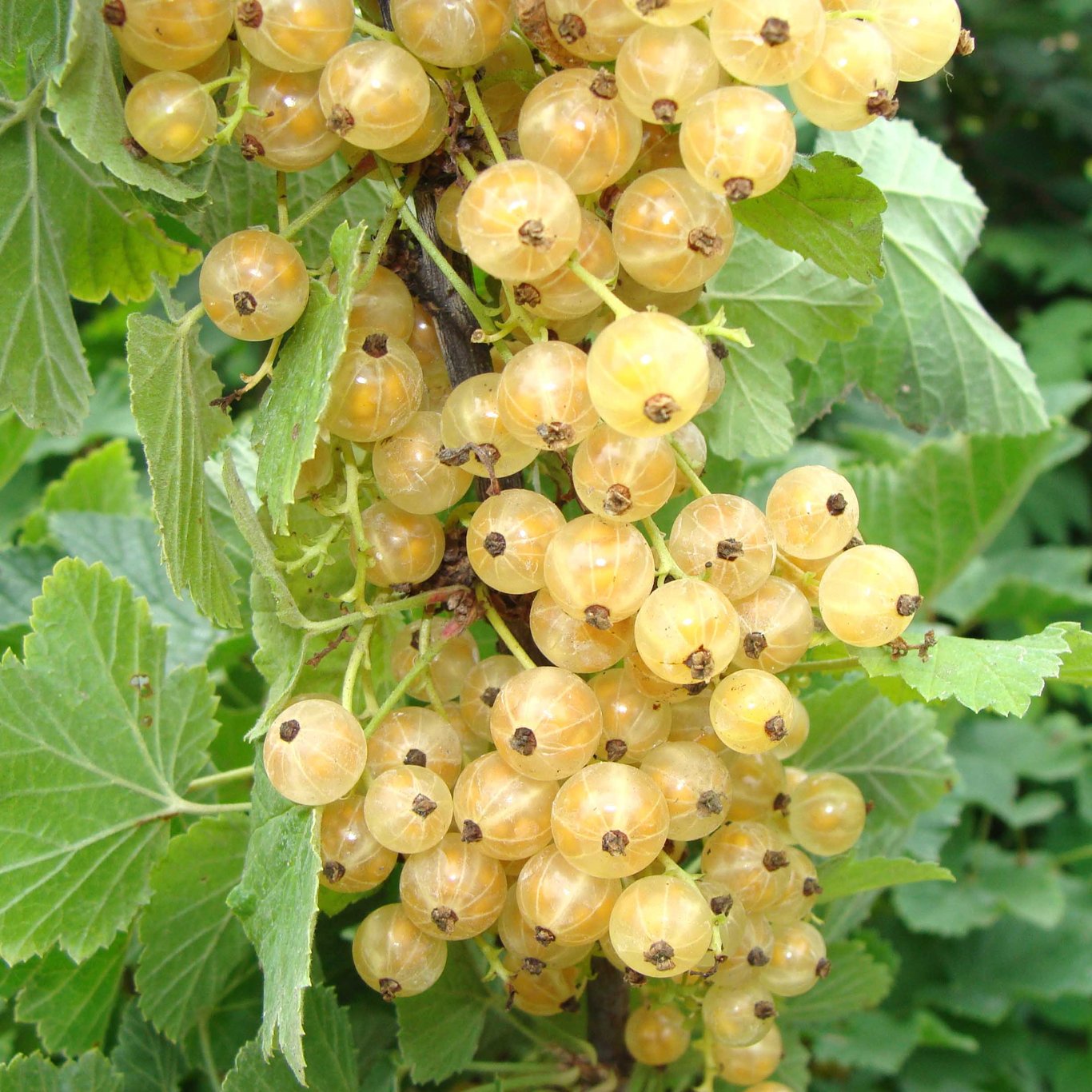 Röda vinbär – Ribes rubrum &