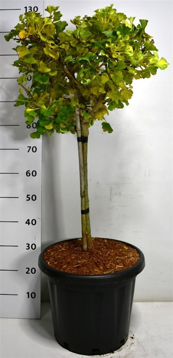 Tempelträd – Ginkgo biloba 'Mariken' - C25 40 cm. Stam