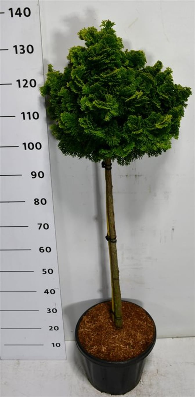 Ädelcypress – Chamaecyparis obtusa 'Nana Gracilis' - C18 80 cm. Stam