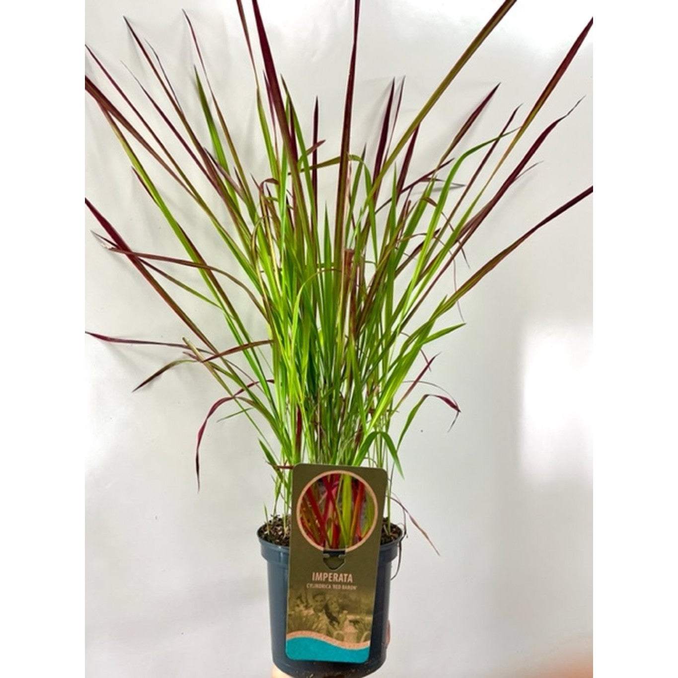 Japanskt blodgräs – Imperata cylindrica 'Red Baron' - C3